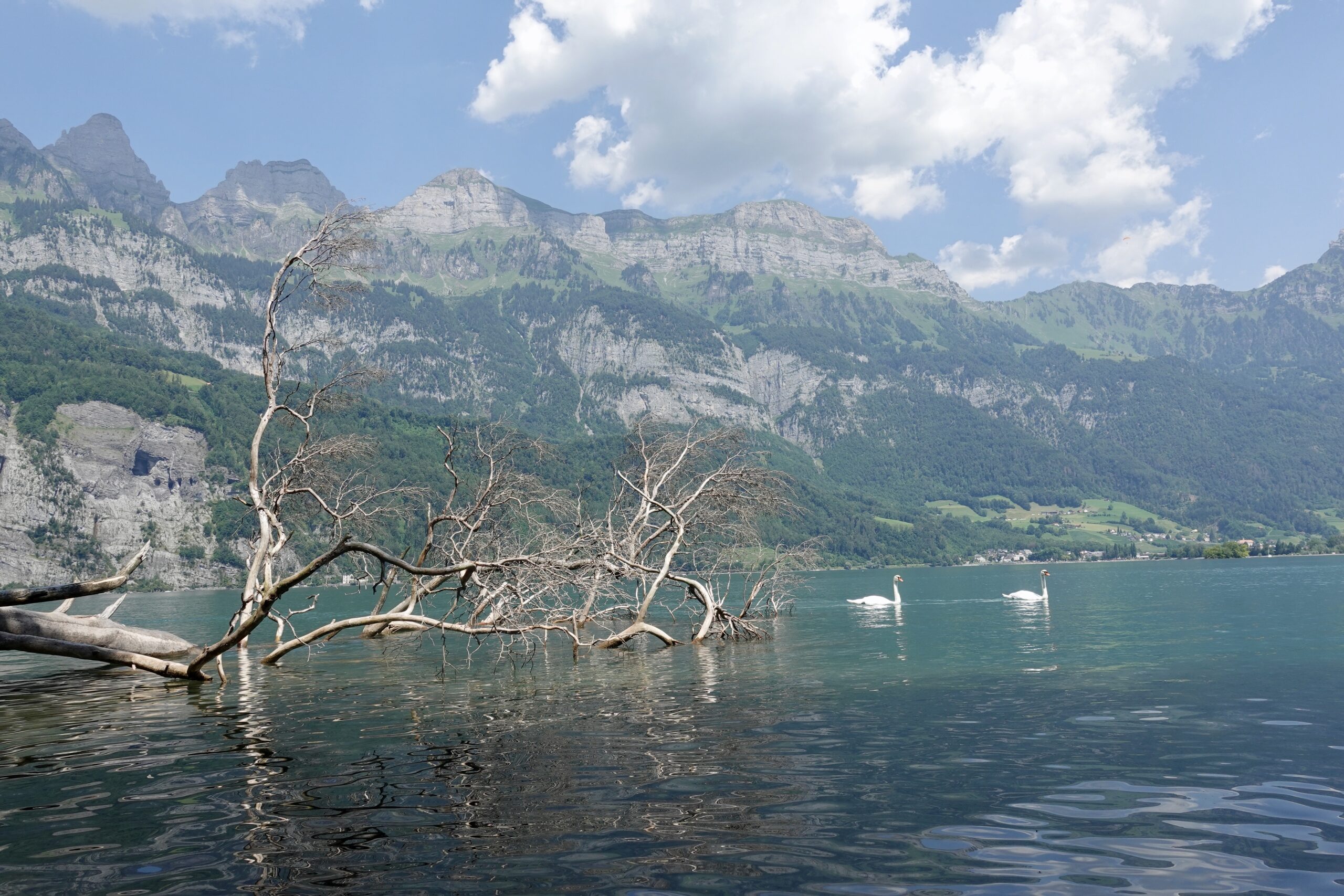 The impressive mountain range Churfirsten in den background