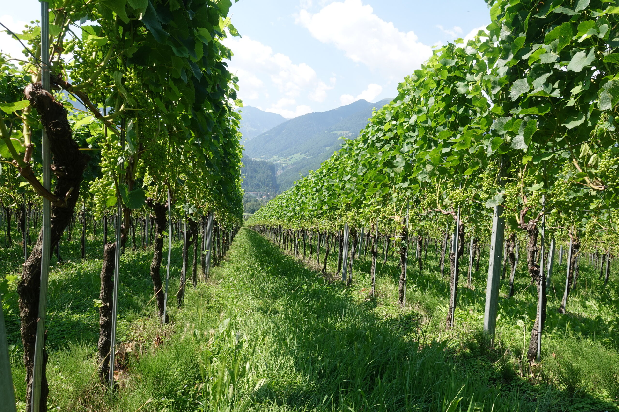 Cycling through the region Bündner Herrschaften, famous for its wine