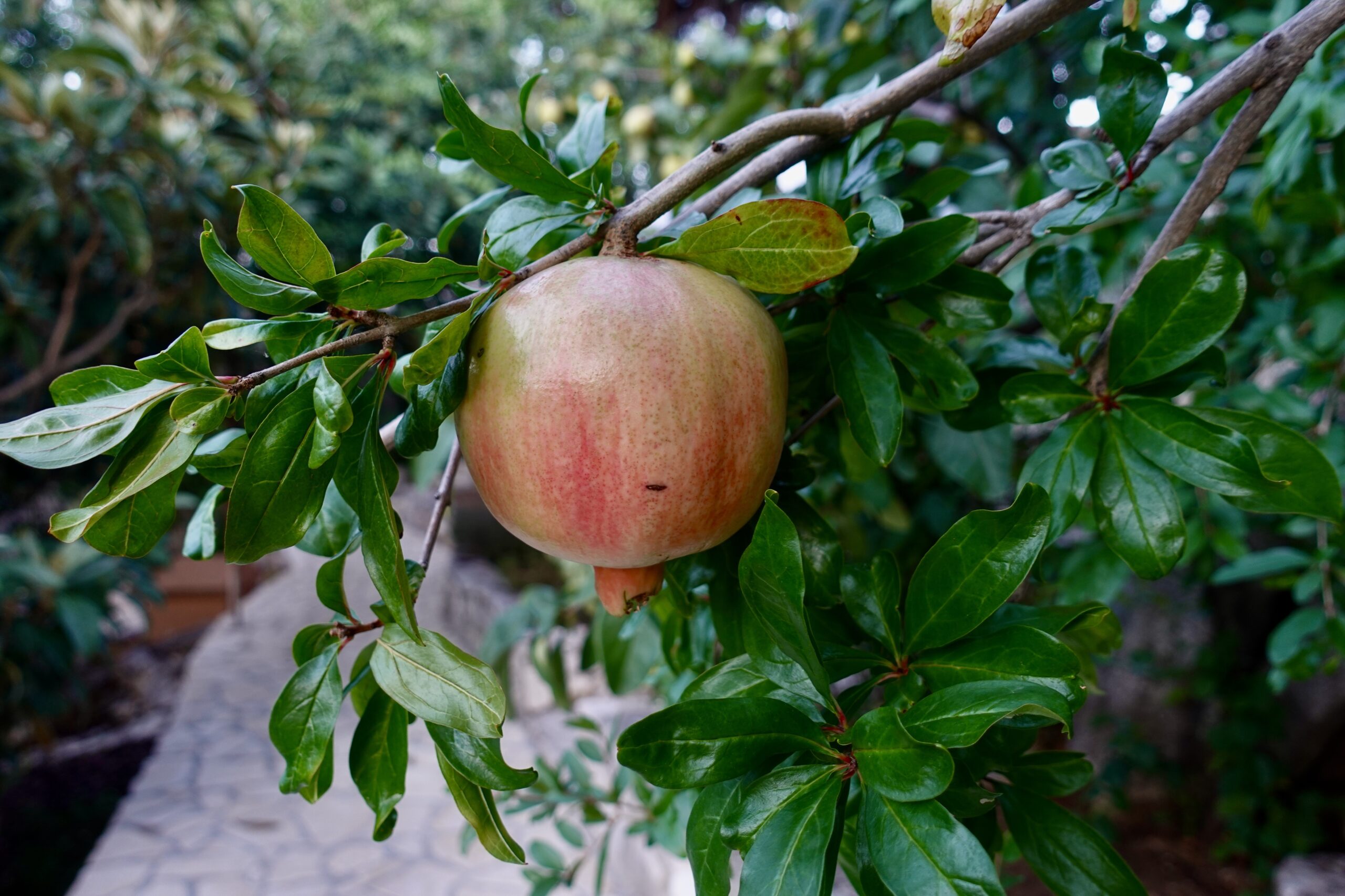 There are pomegranate trees everywhere