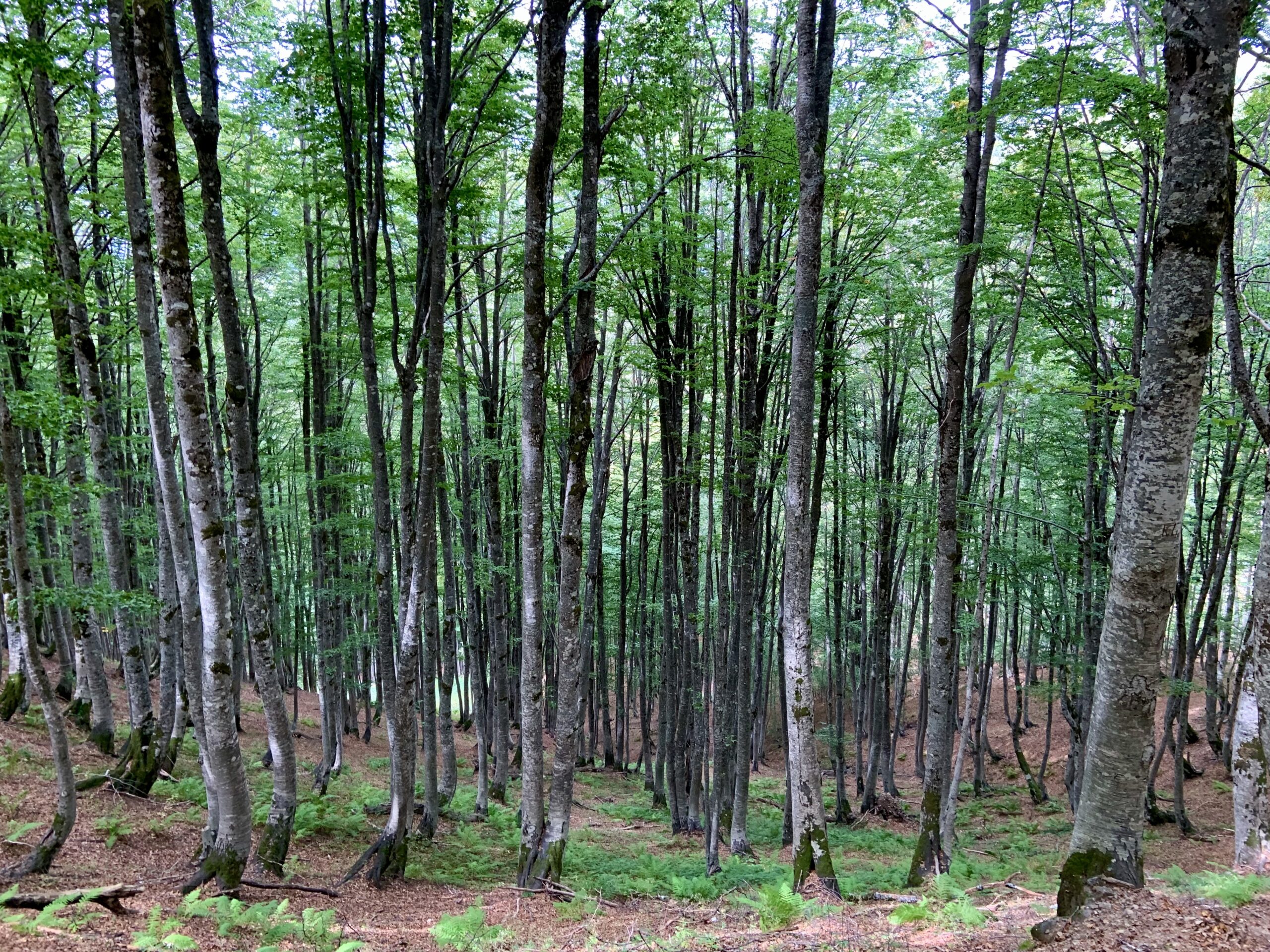 Descent through the forest from Valbona Pass to Theth