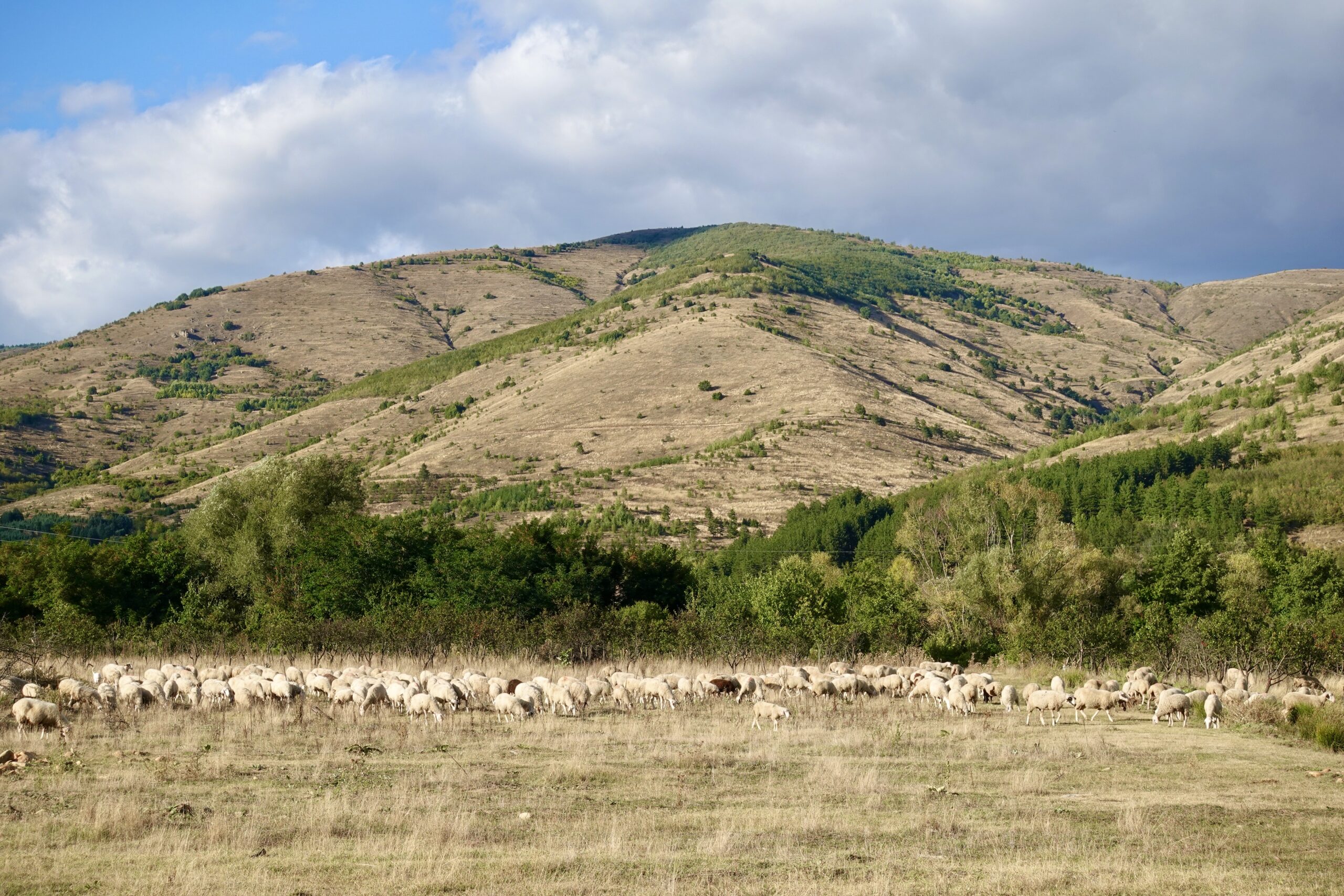 The sheep are well camouflaged in this landscape