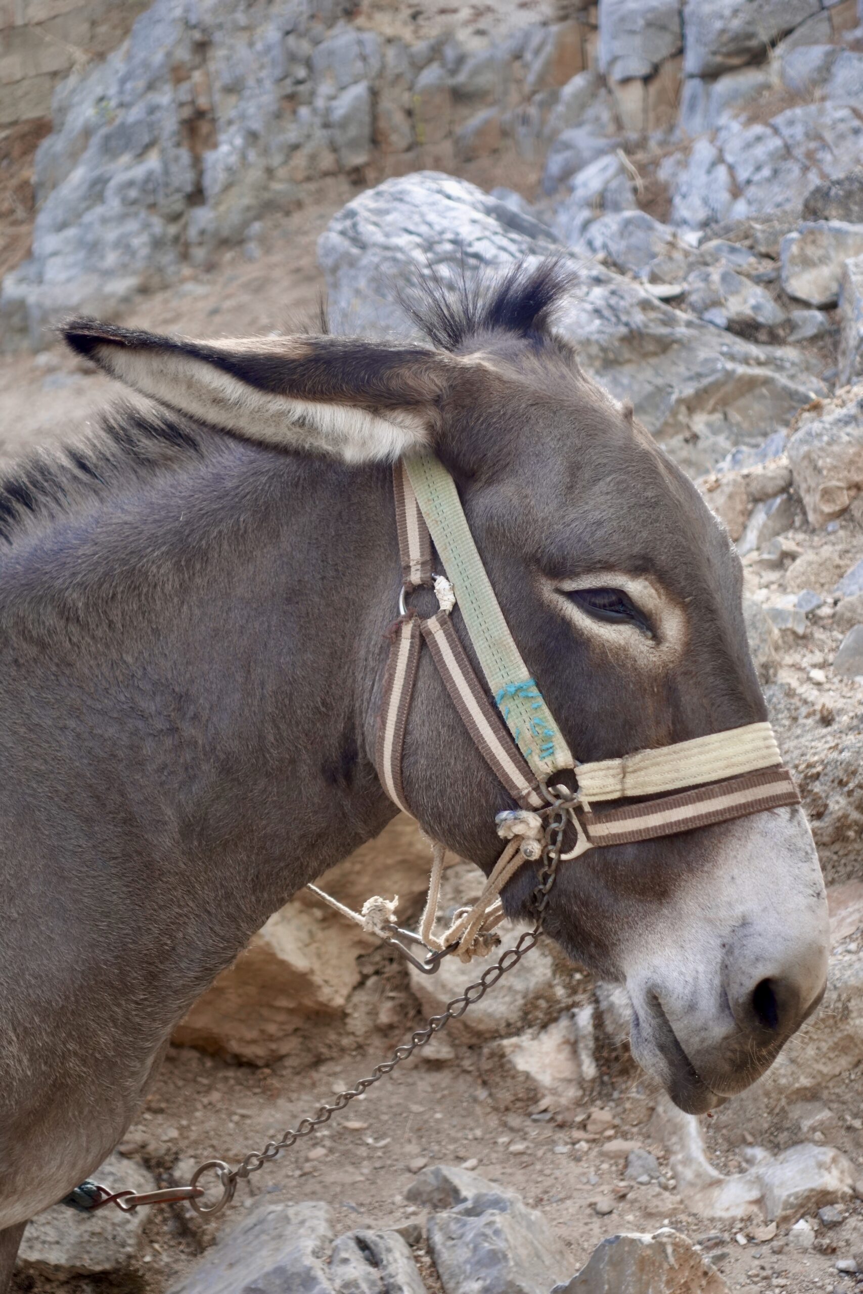 We love donkeys, aren't they cute?