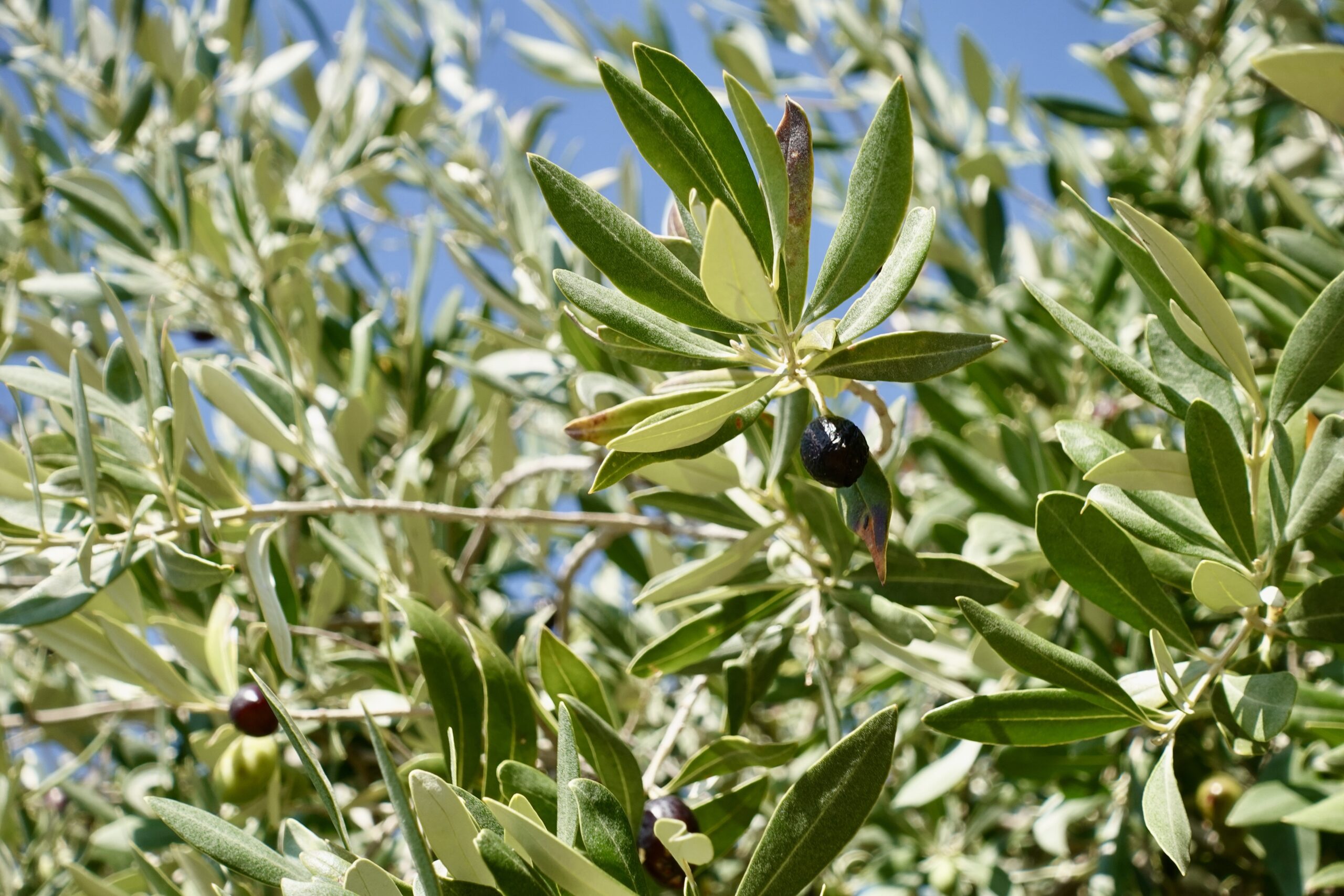 Thassos is known for olive and honey production