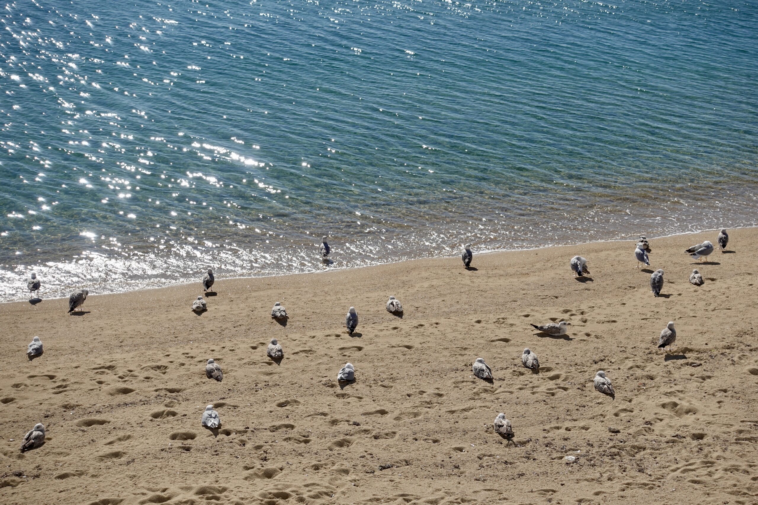 Many beaches are occupied by seagulls