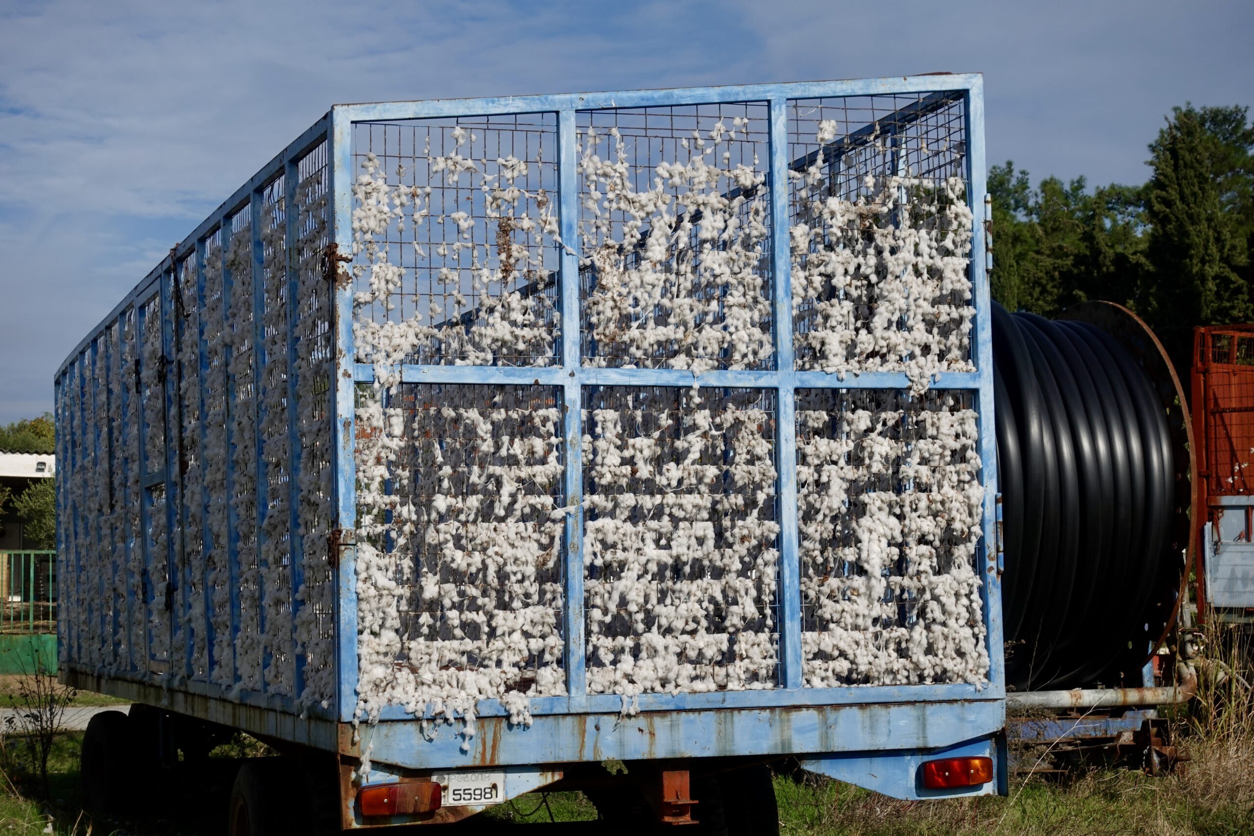 Many cotton fields in the area