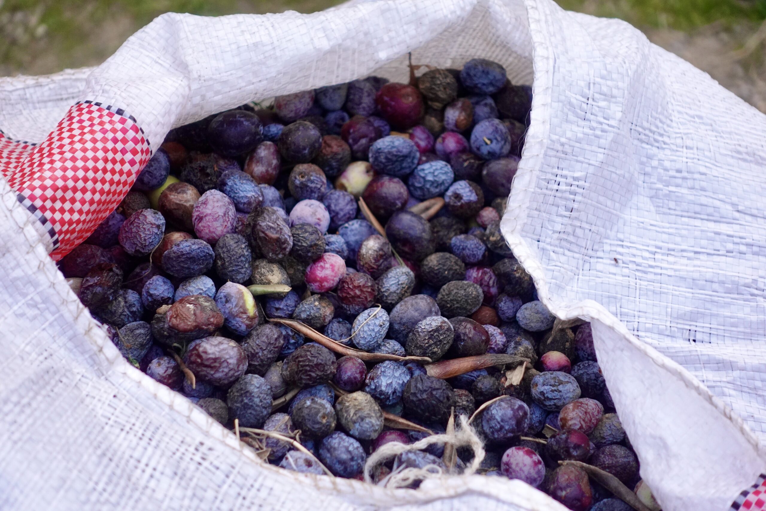 Freshly harvested olives