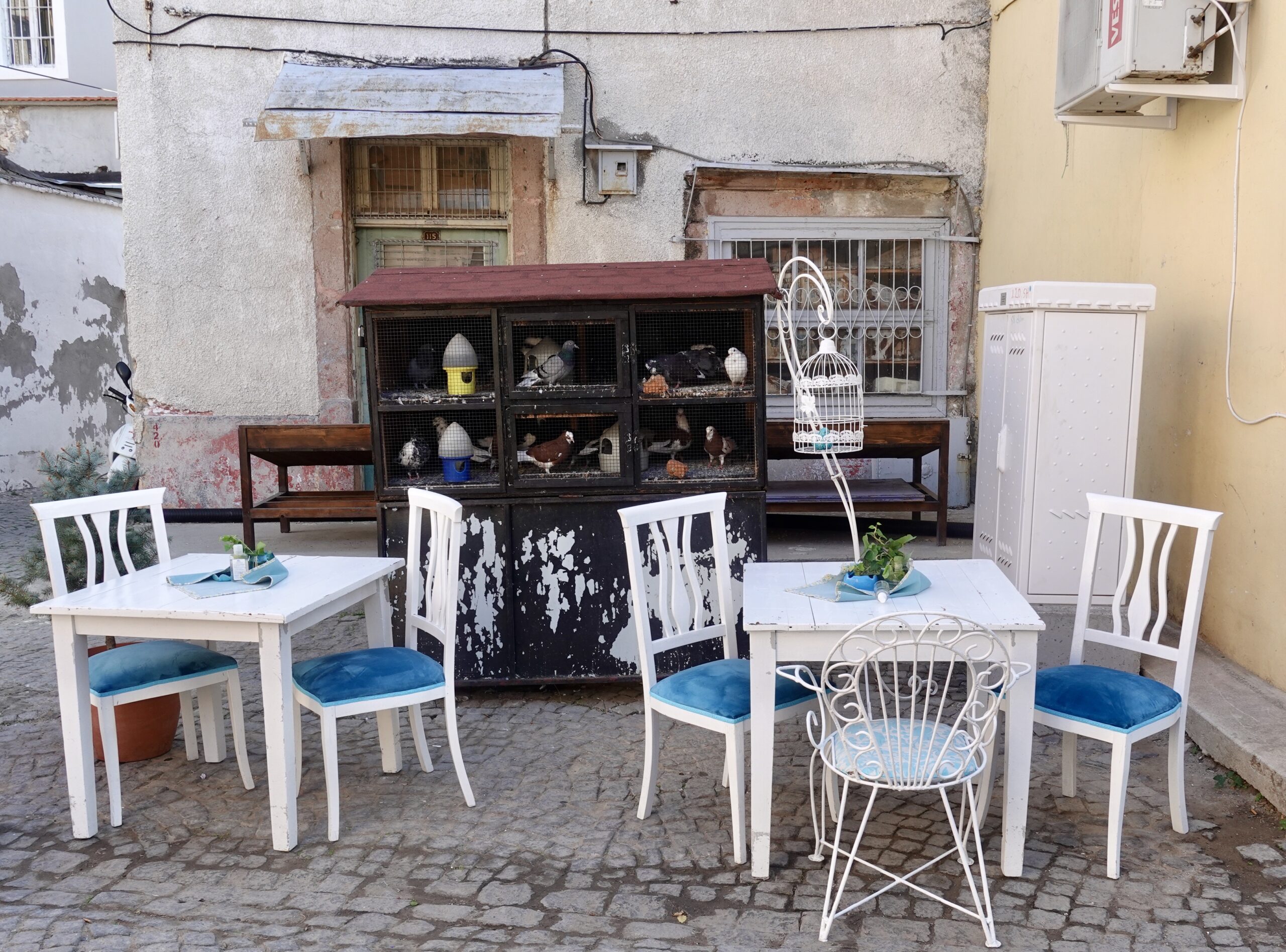 Finally you can drink your coffee and buy a pigeon