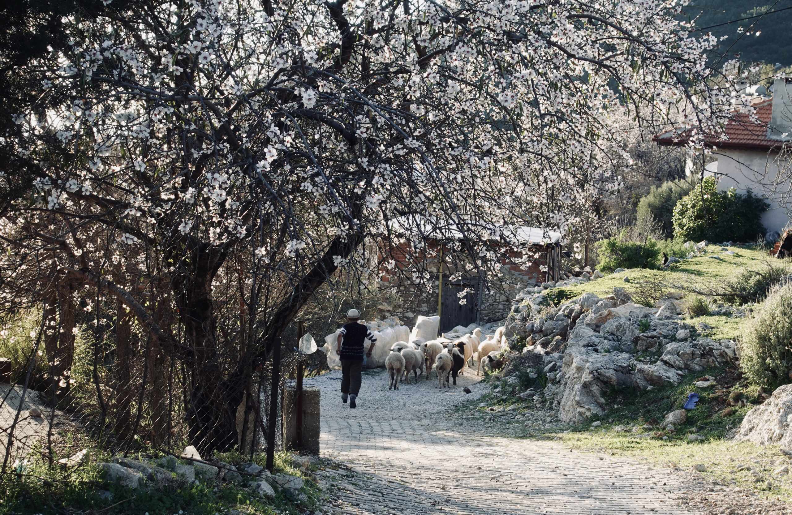 Flowering almond tree in Bel