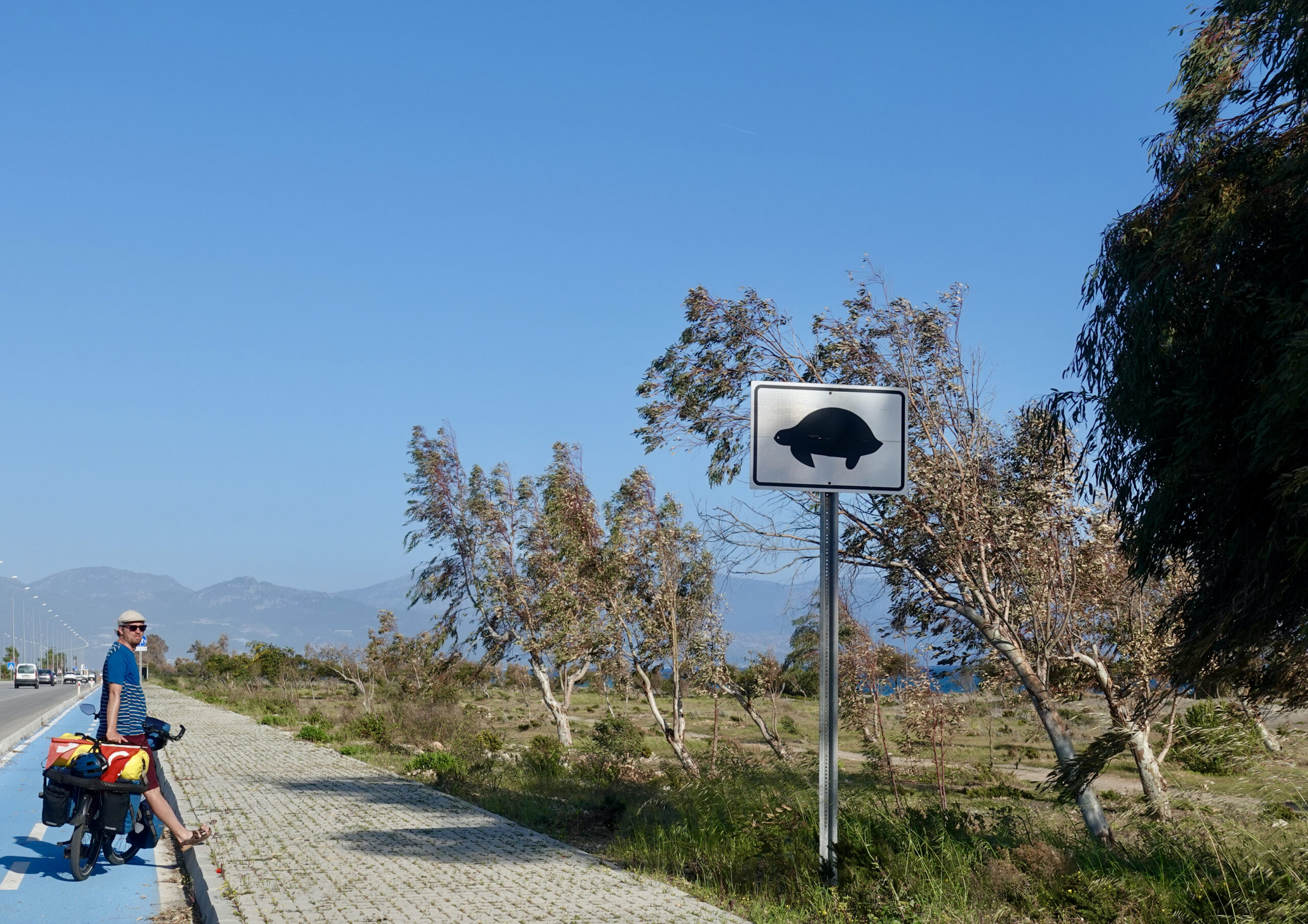 Caution tortoises