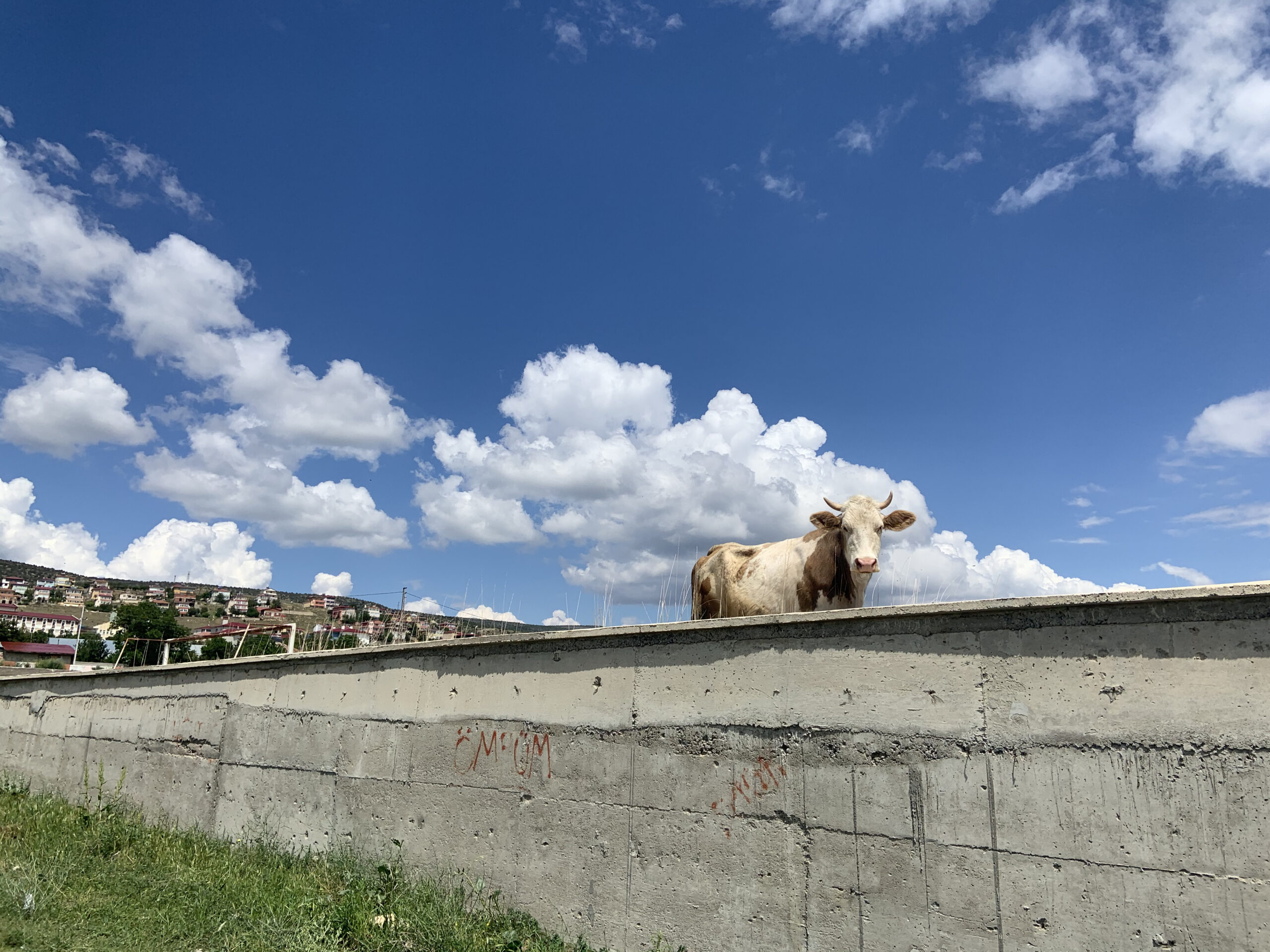 And everywhere there are cows, here on a football field