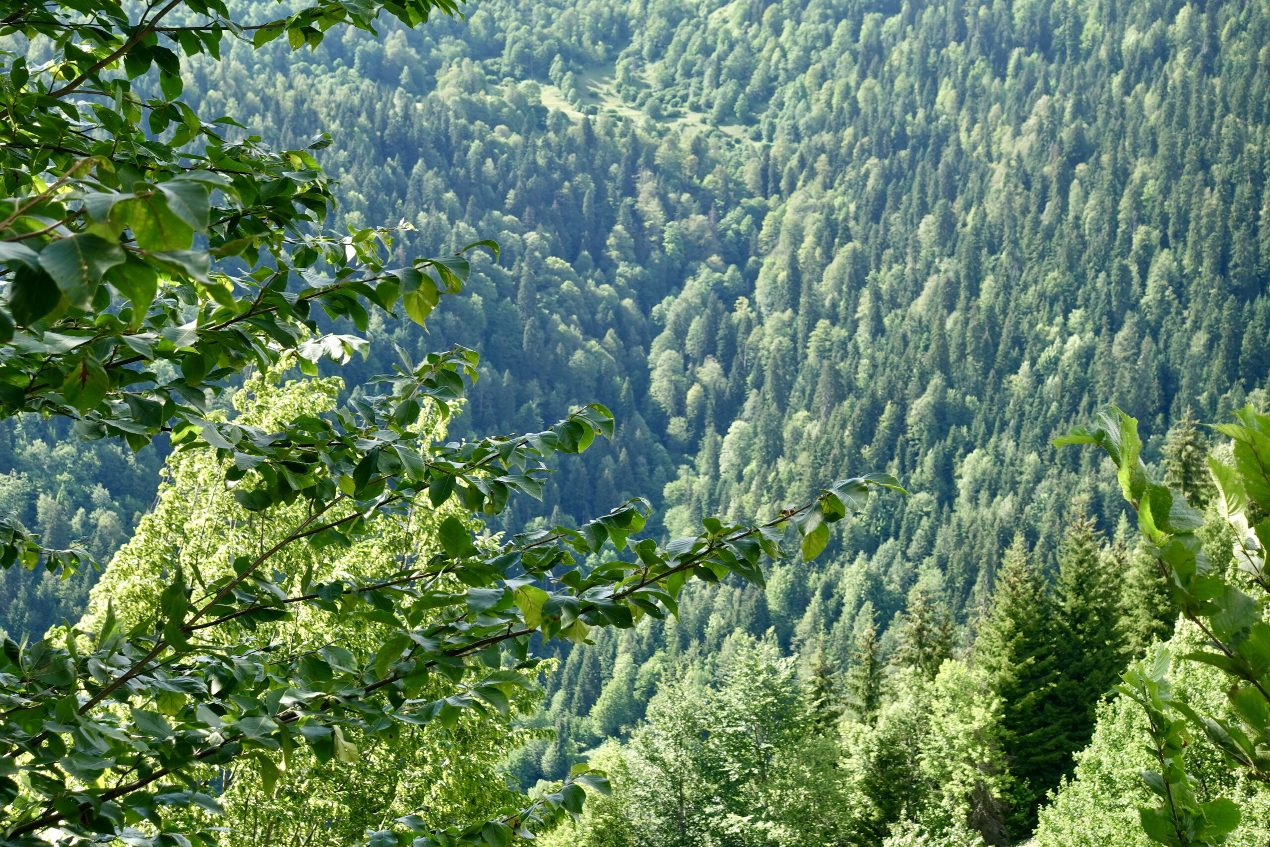 We missed these forests very much in Turkey