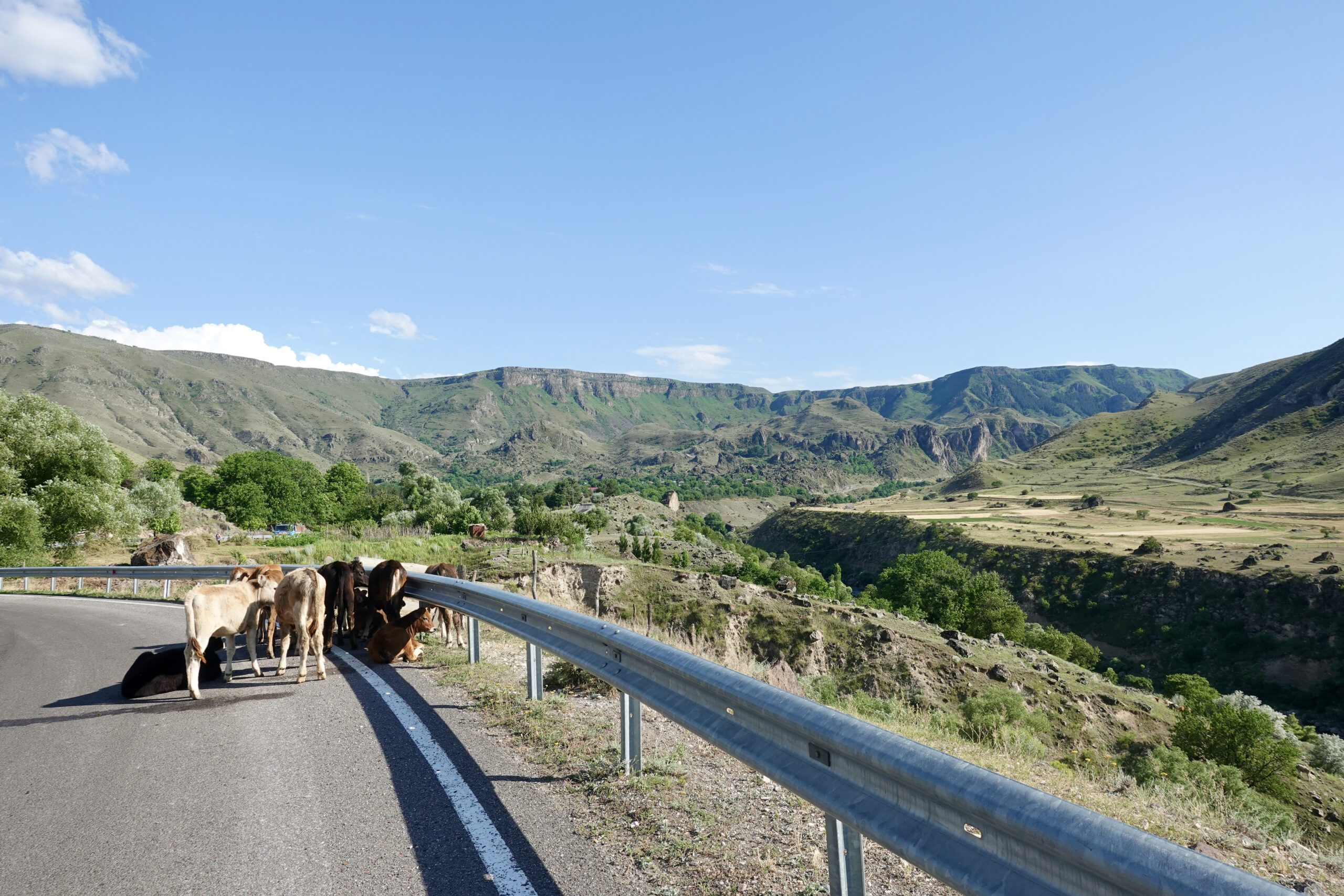 And of course there are cows on the road here again