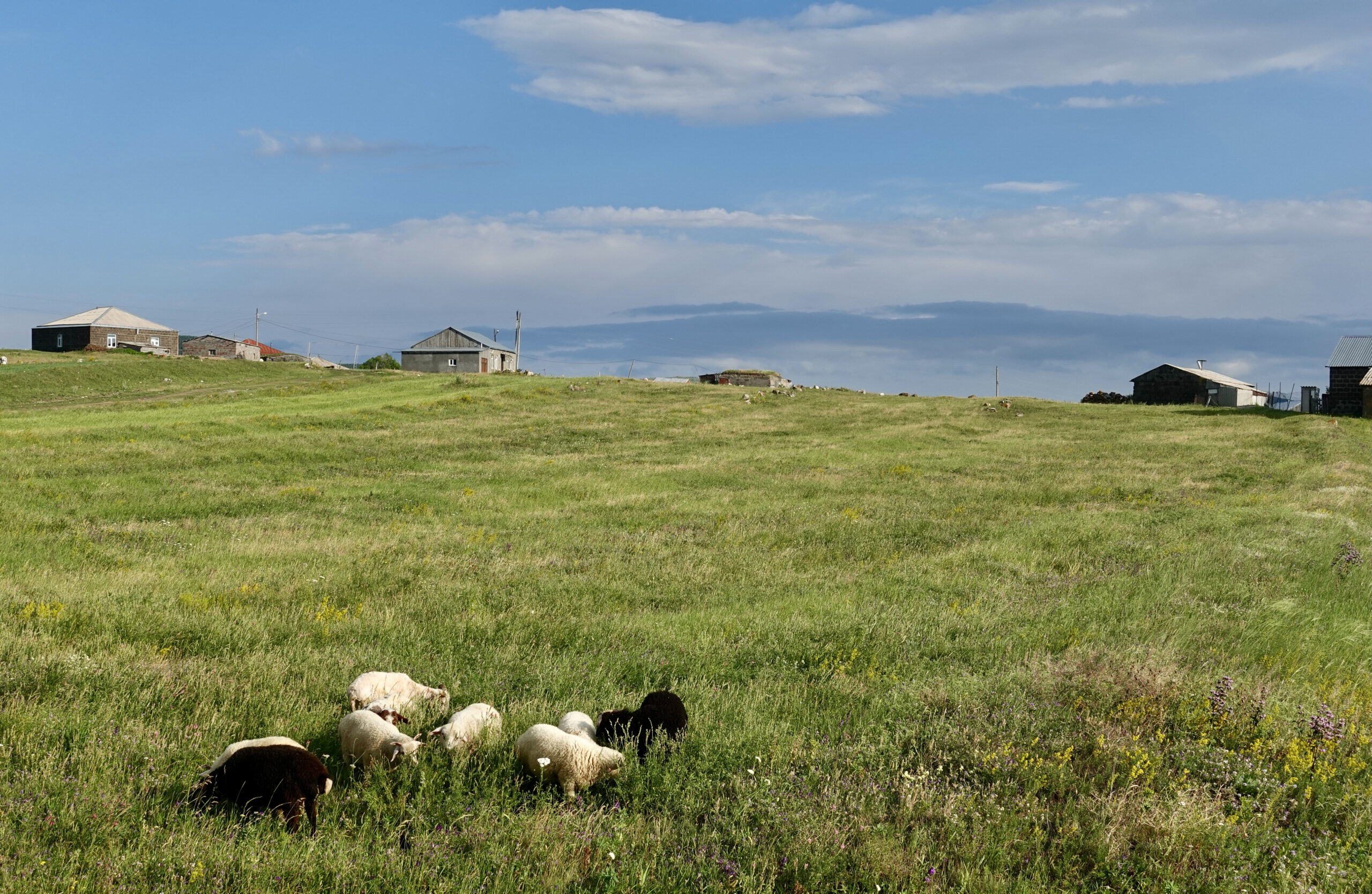 Sheep are very rare in Georgia