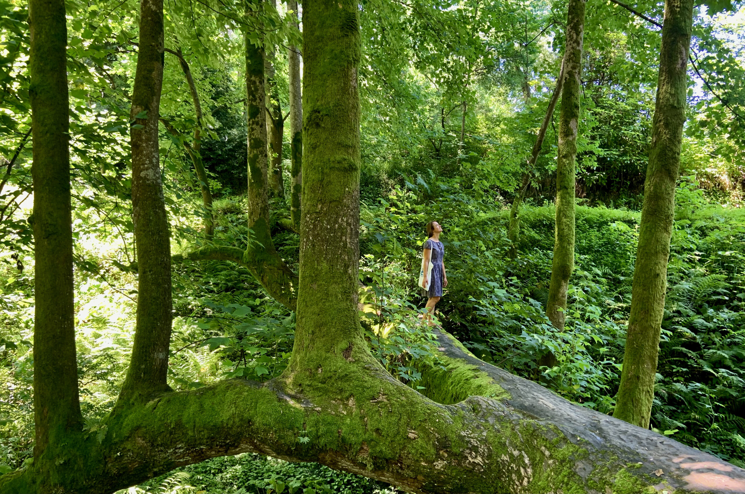 Spaziergang durch den Botanischen Garten