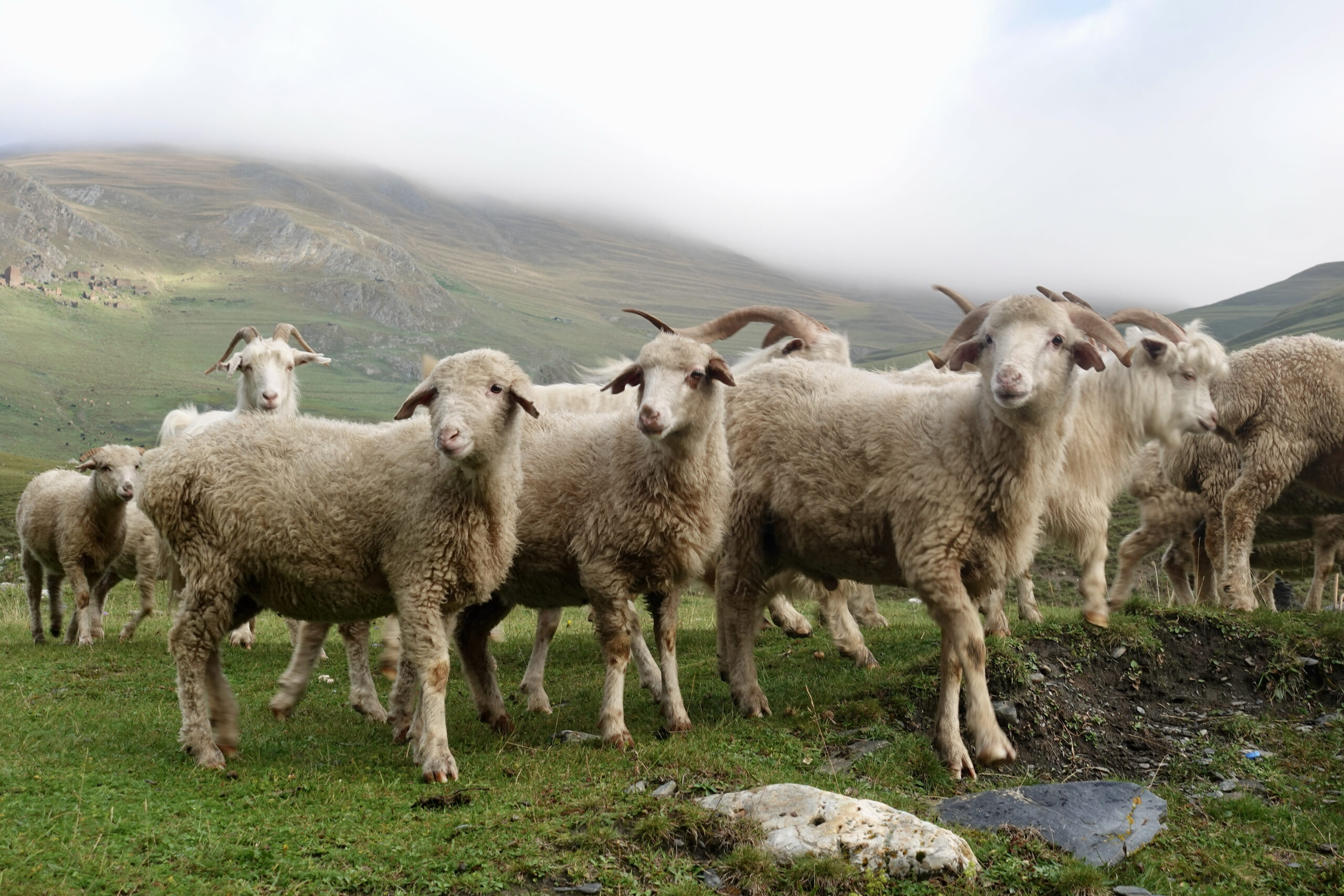 Curious sheep at our campsite