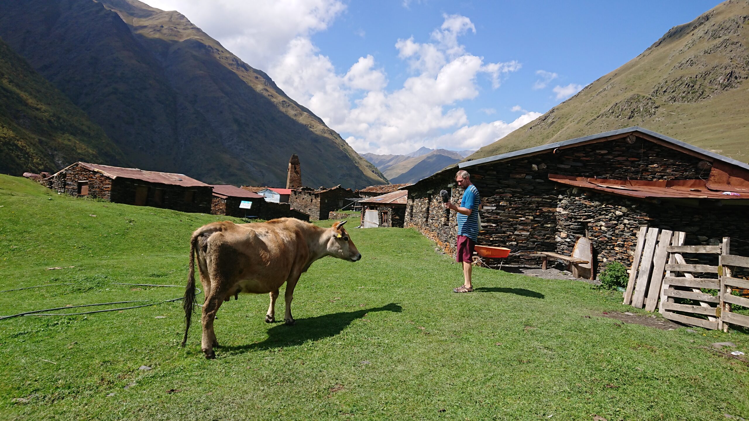 Interview with a cow