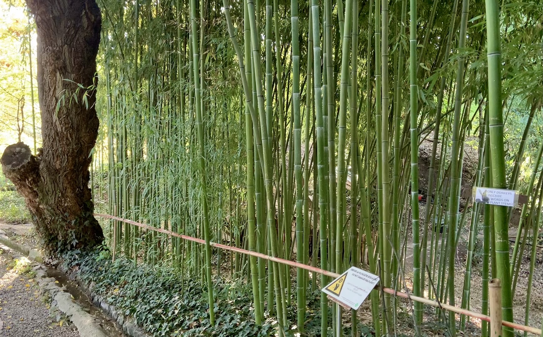 Bamboo forest