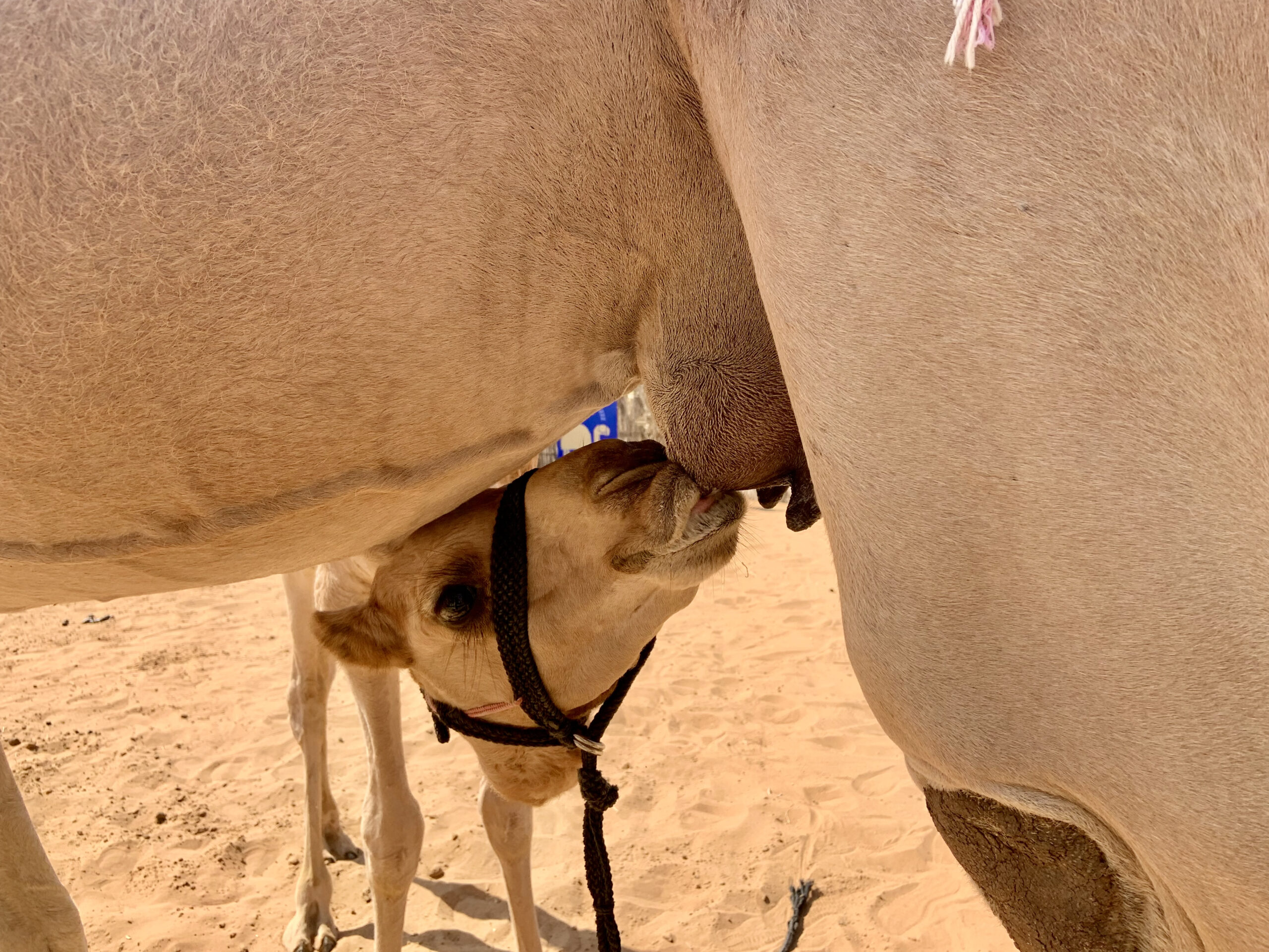 And we're trying Camel milk for the first time