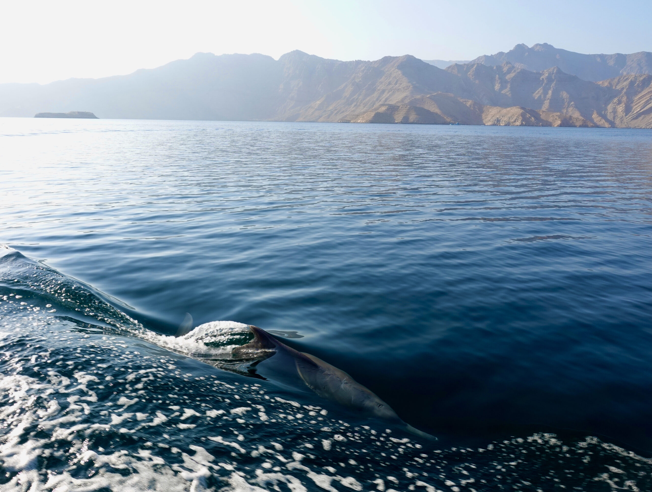 Dolphins accompany our trip