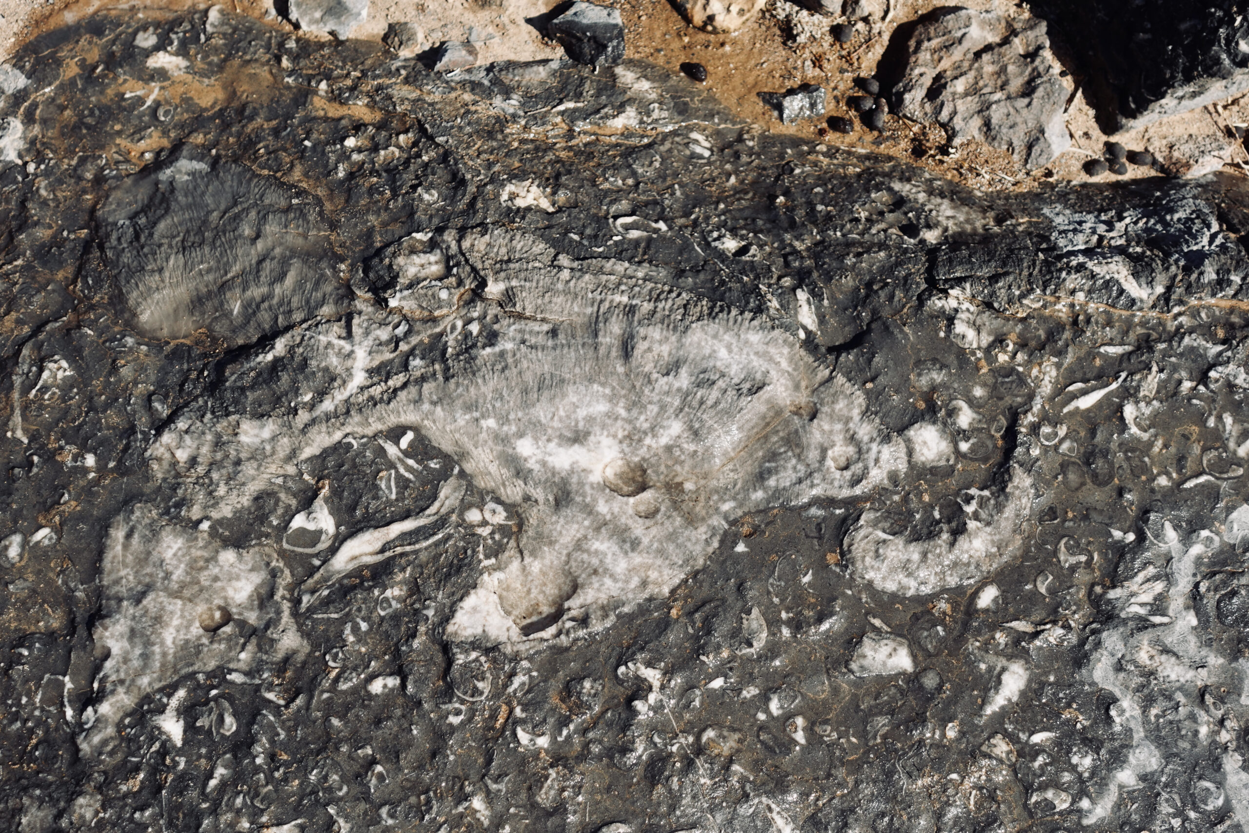 Fossilien finden sich auf den Felsen