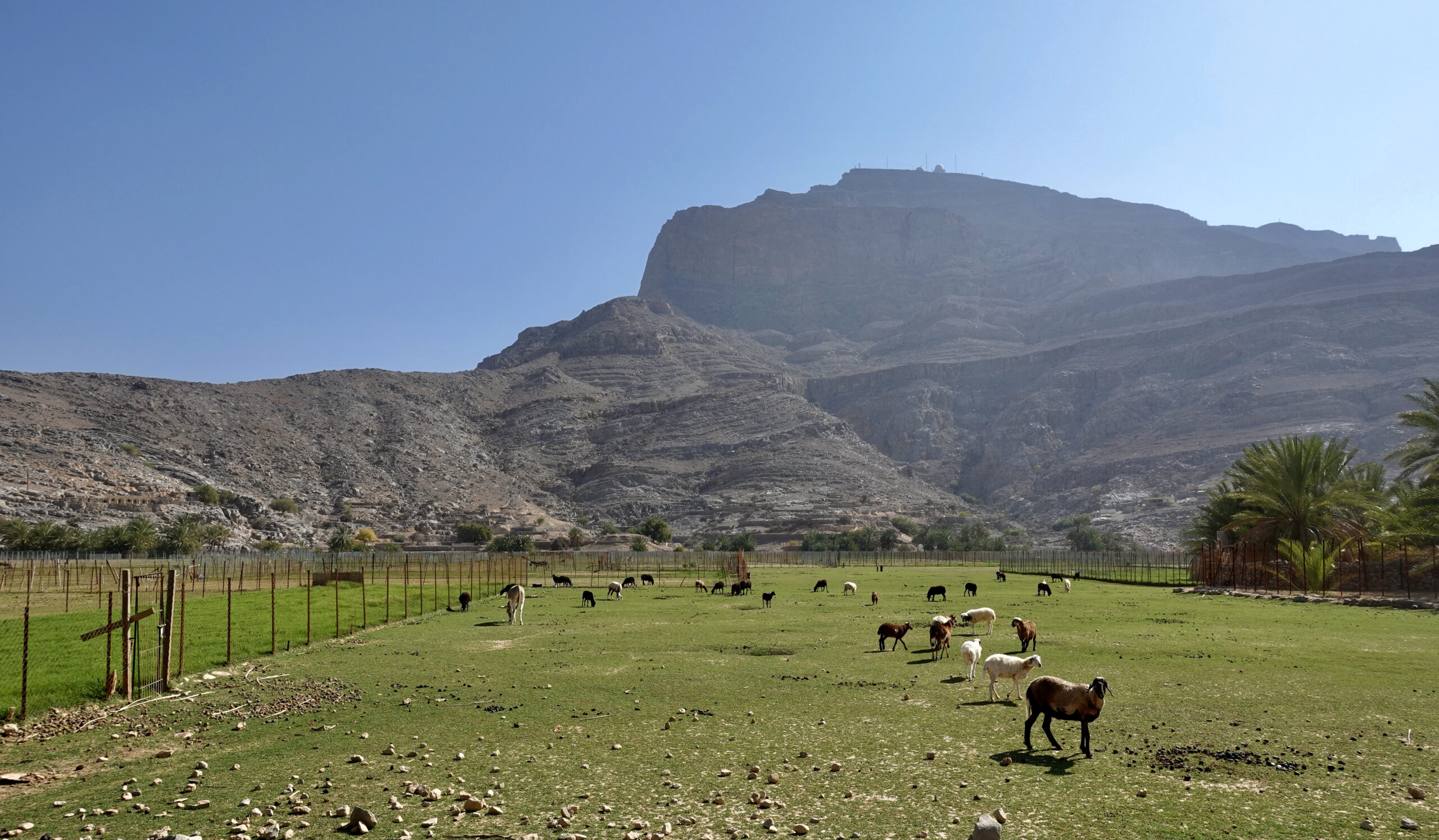 Erstaunlich grün: As Sayh Plateau