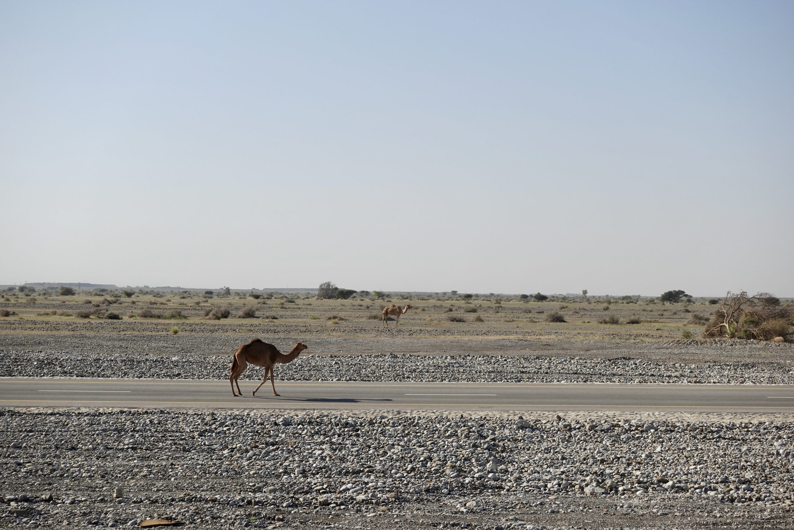 Lucky winner: Our first dromedary on our trip