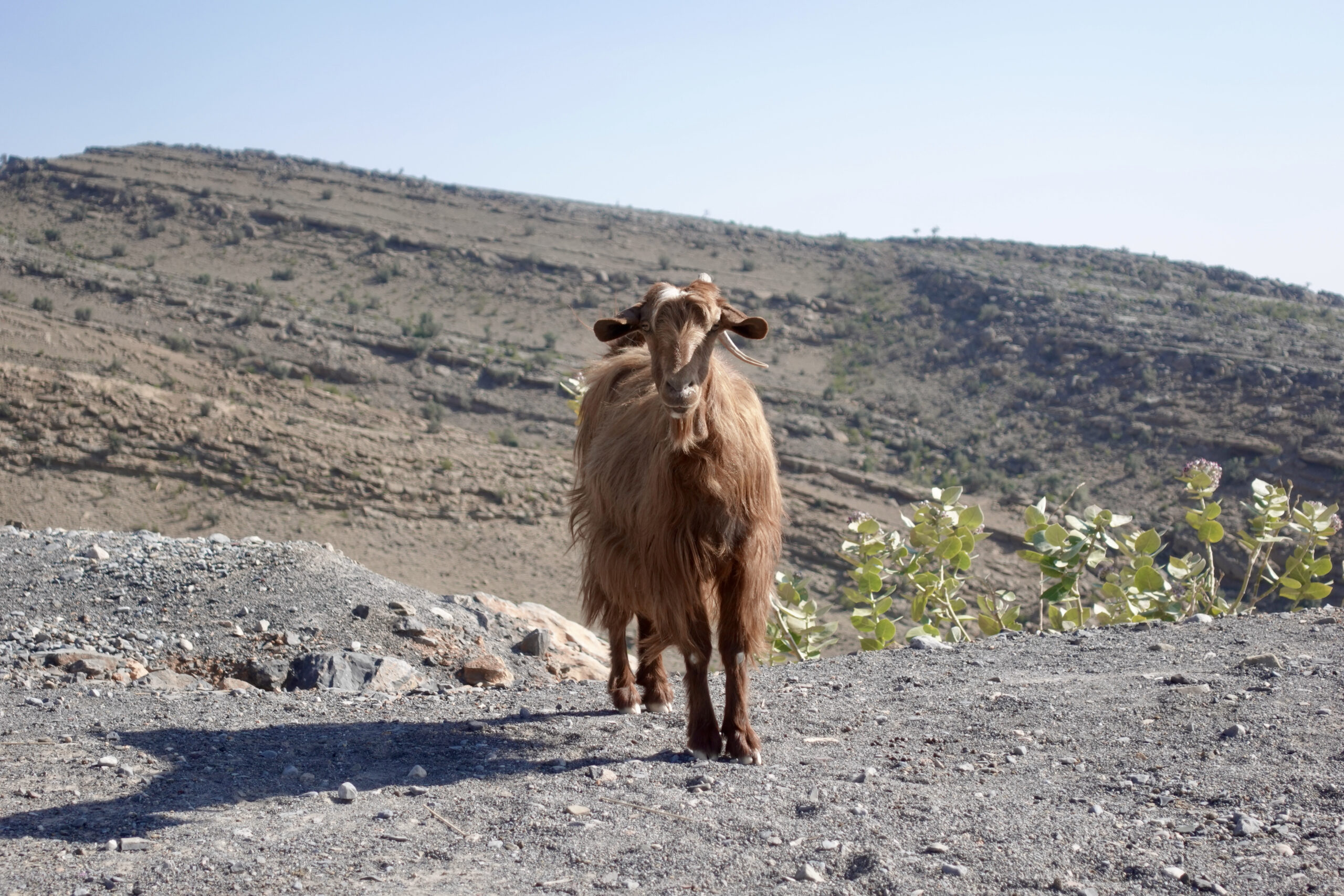 Lunch with a goat