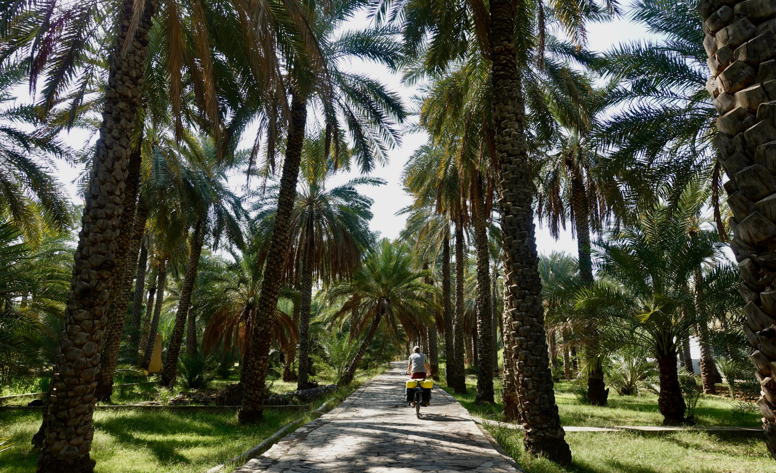 Cycle path between date palms