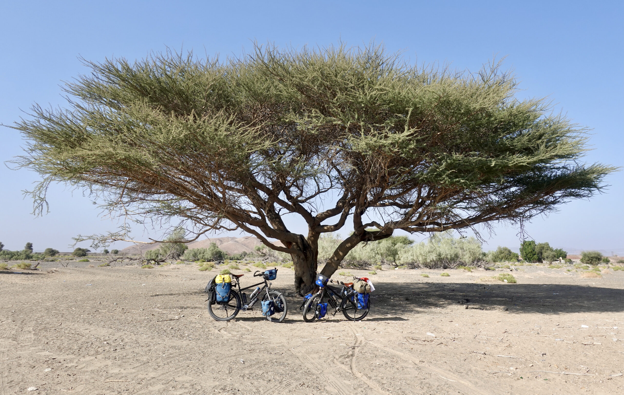 Short lunch break under the perfect Acacia