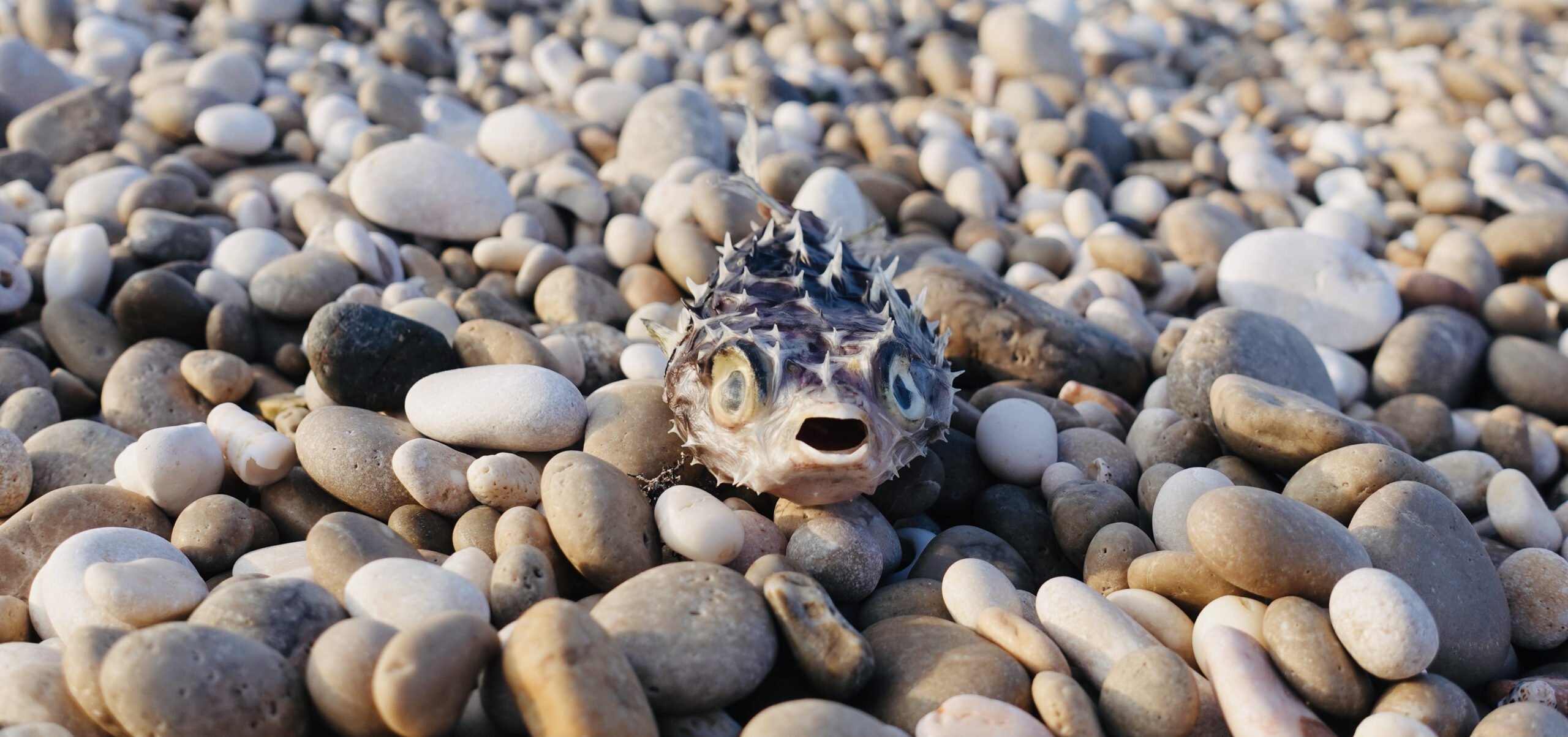 Leider sahen wir ganz viele Kugelfische am Strand