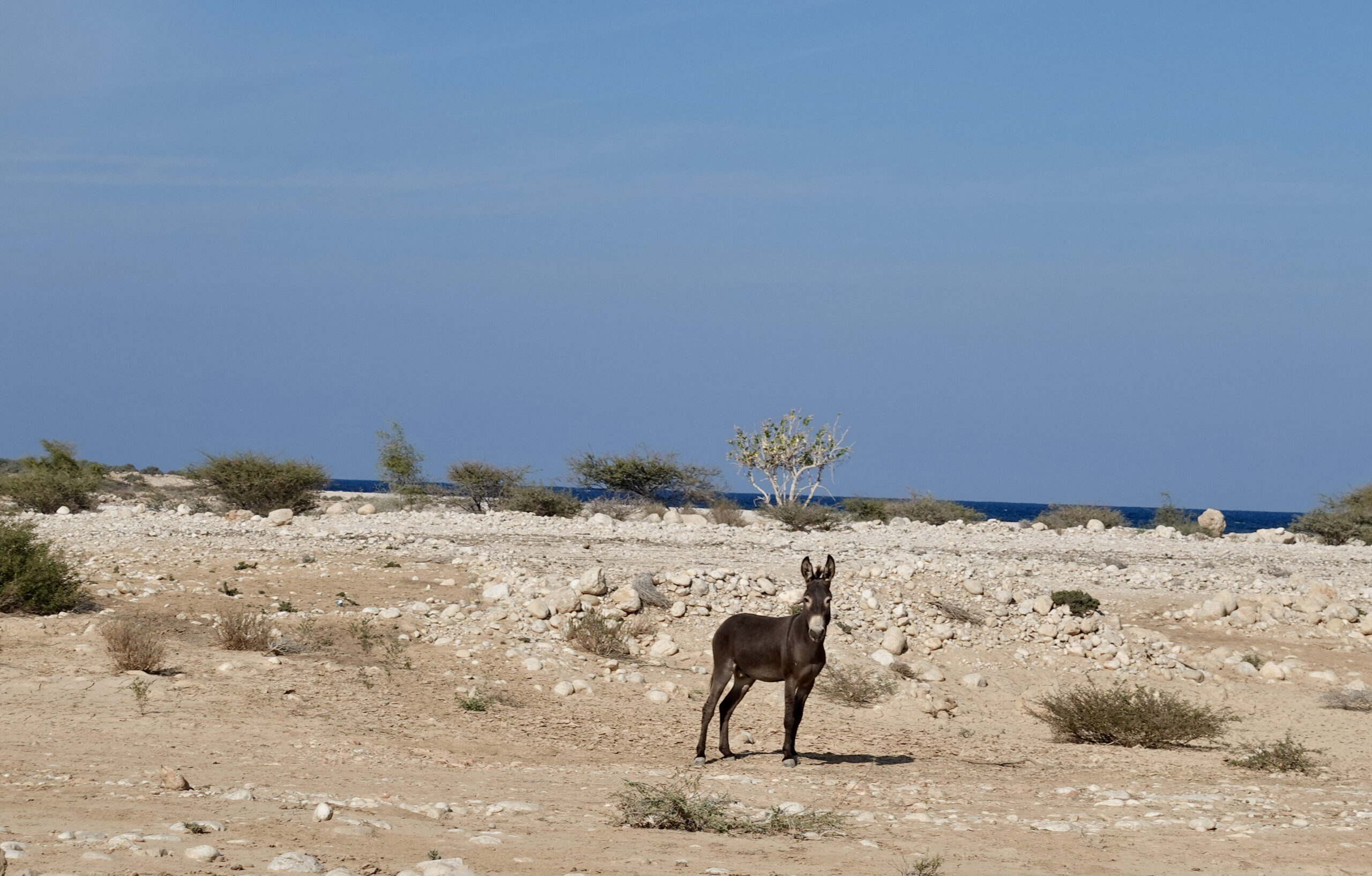 And we get to see more donkeys than before