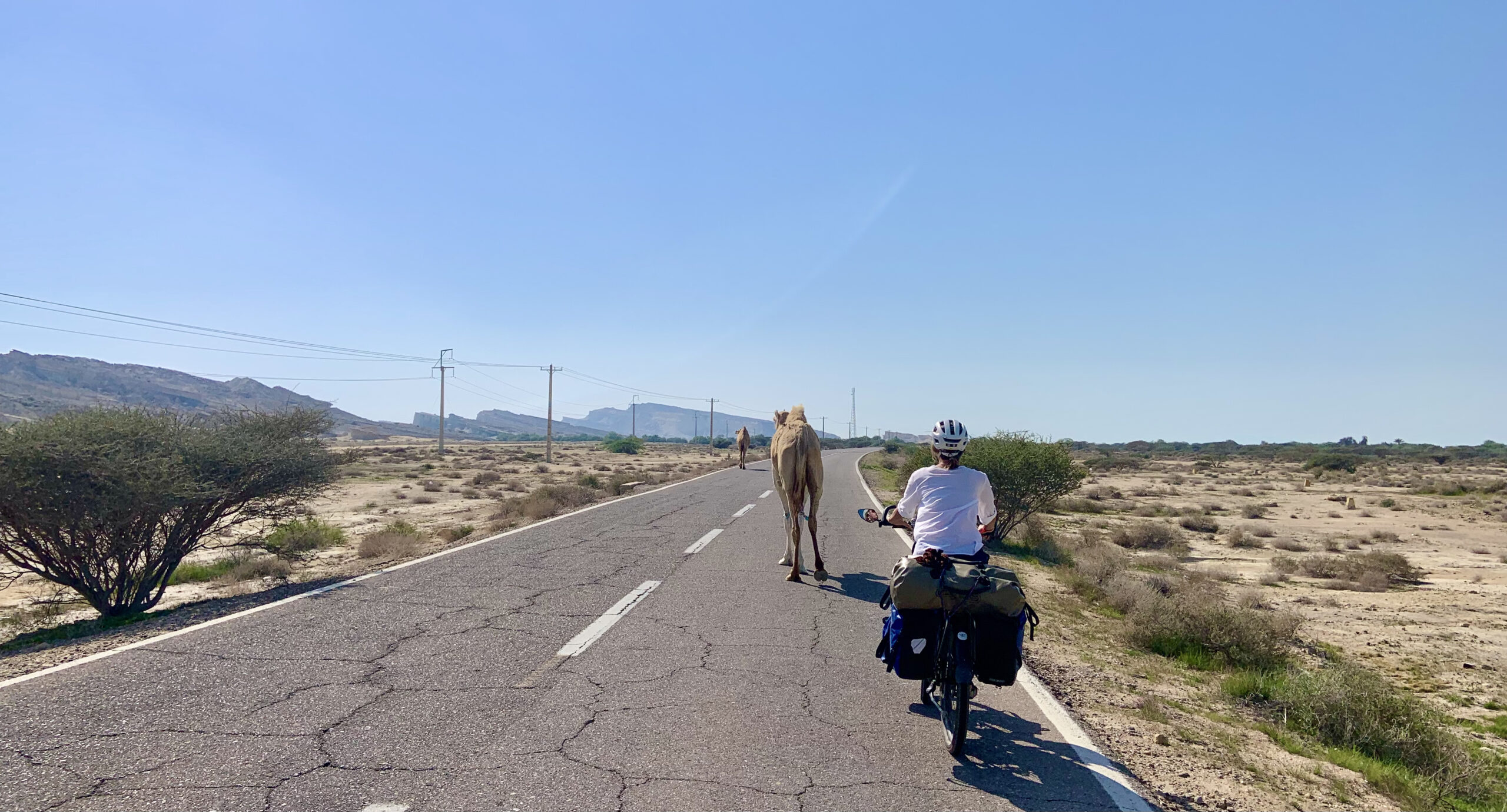 We're meeting lots of dromedaries while cycling on Qeshm