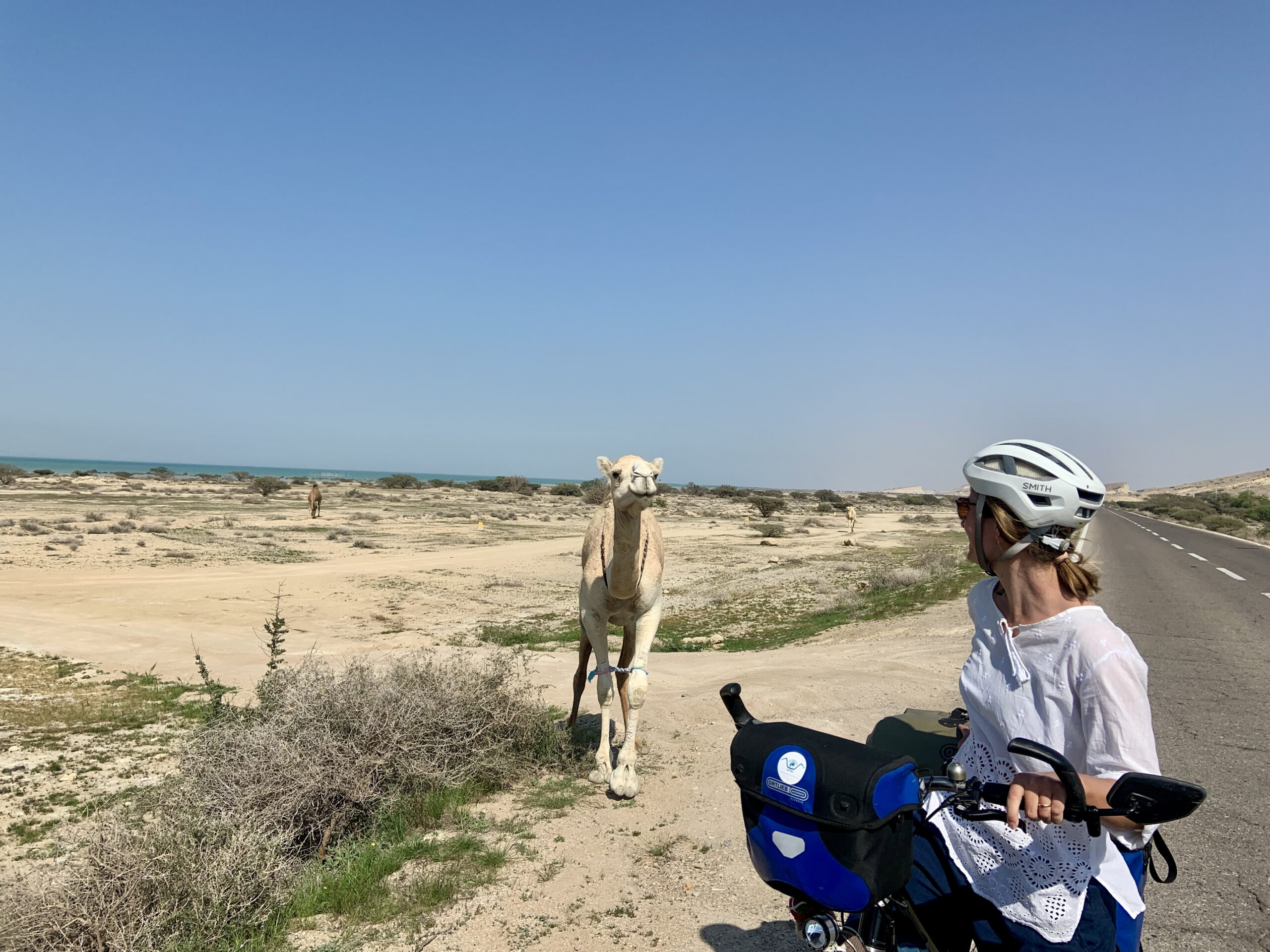 Dromedare auf Qeshm Island