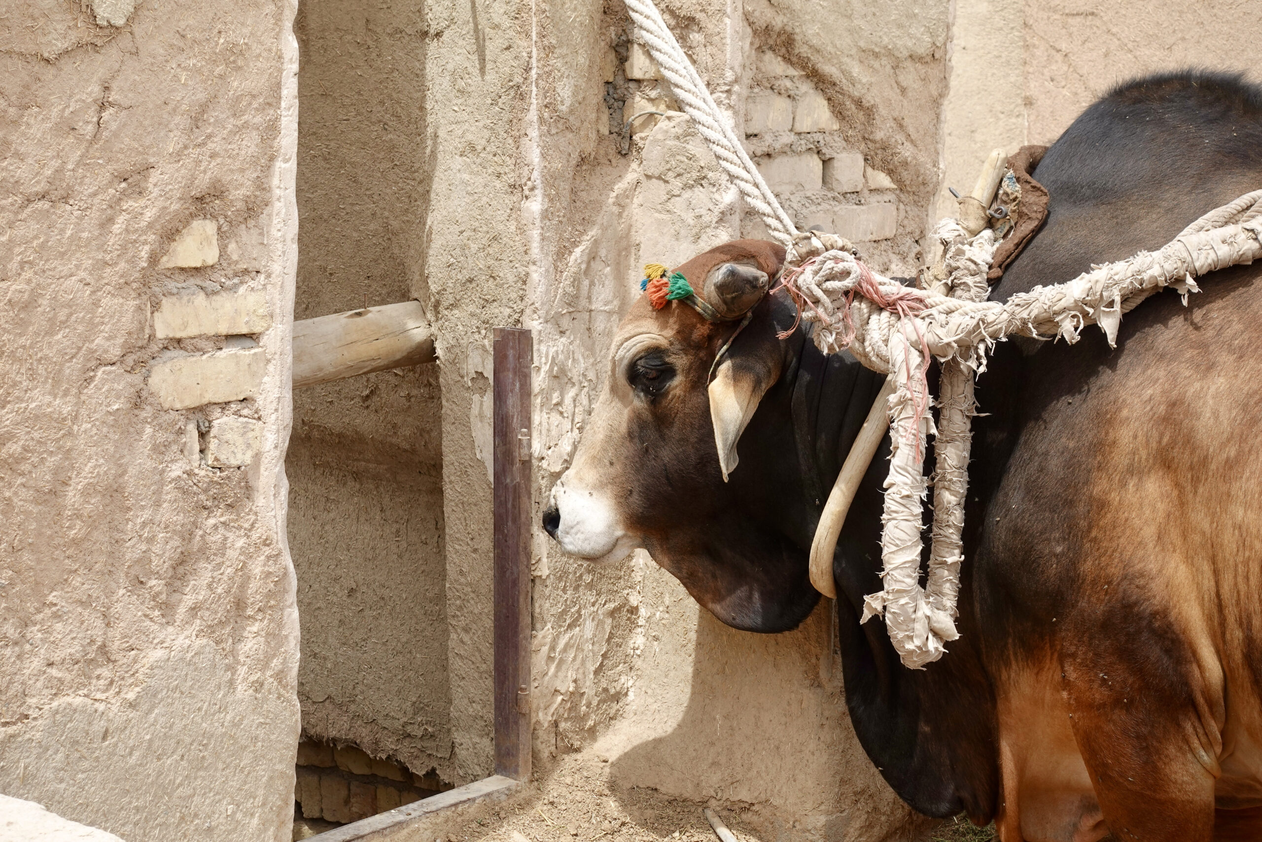 The ox only listens to the voice of his owner