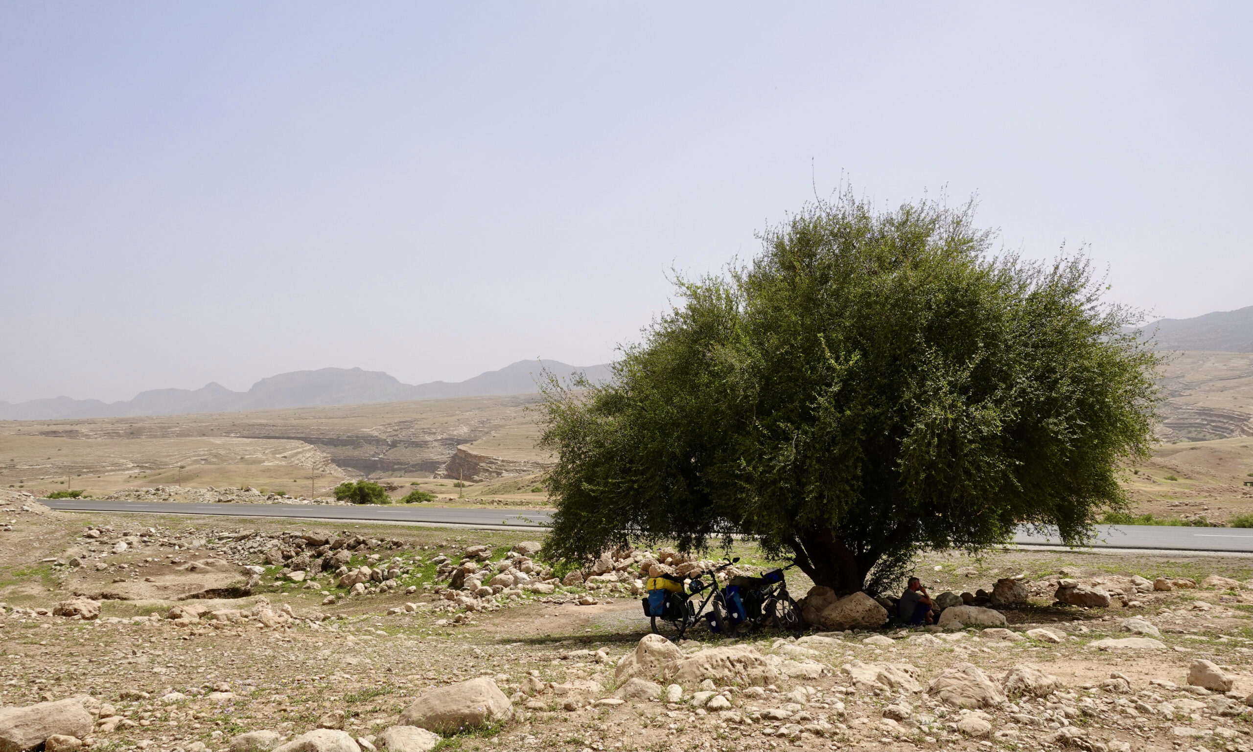 Rest at the only tree far and wide