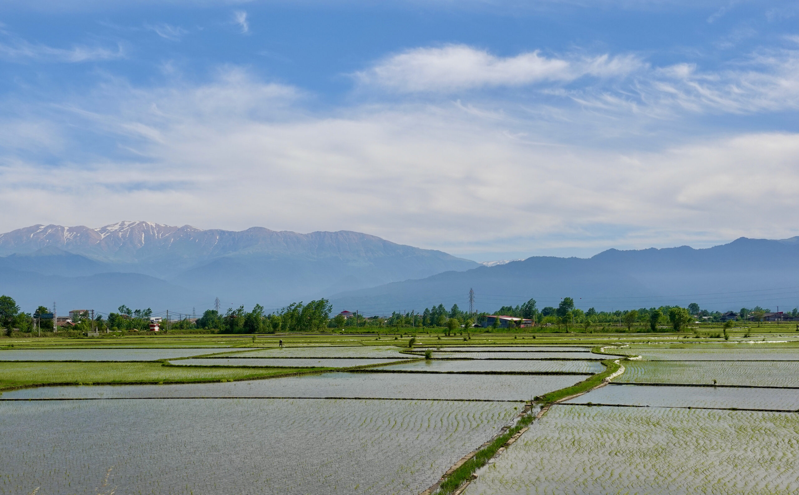 Rice plantations and snow-capped mountains in the background