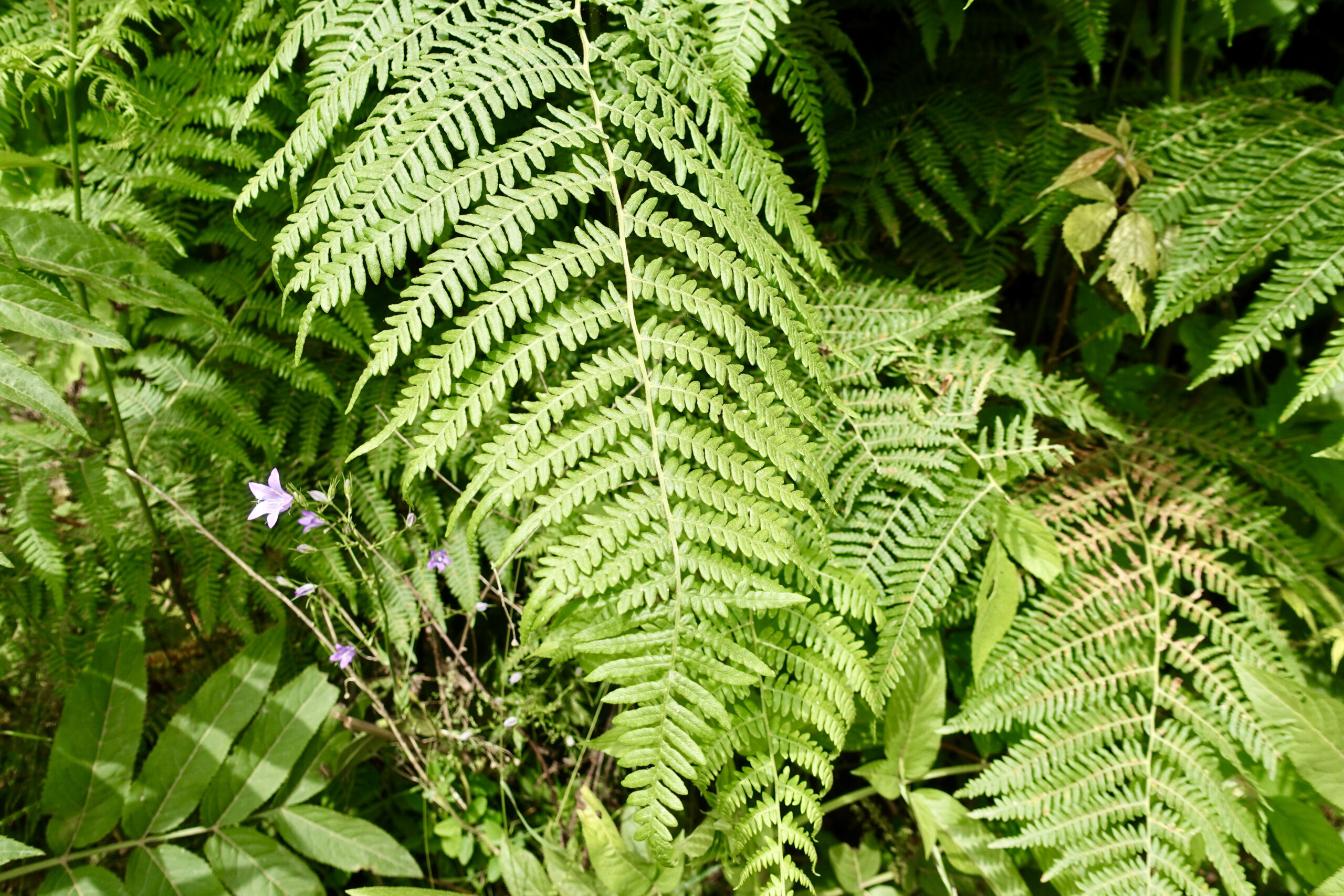 It's very humid and we almost feel like in a rainforest