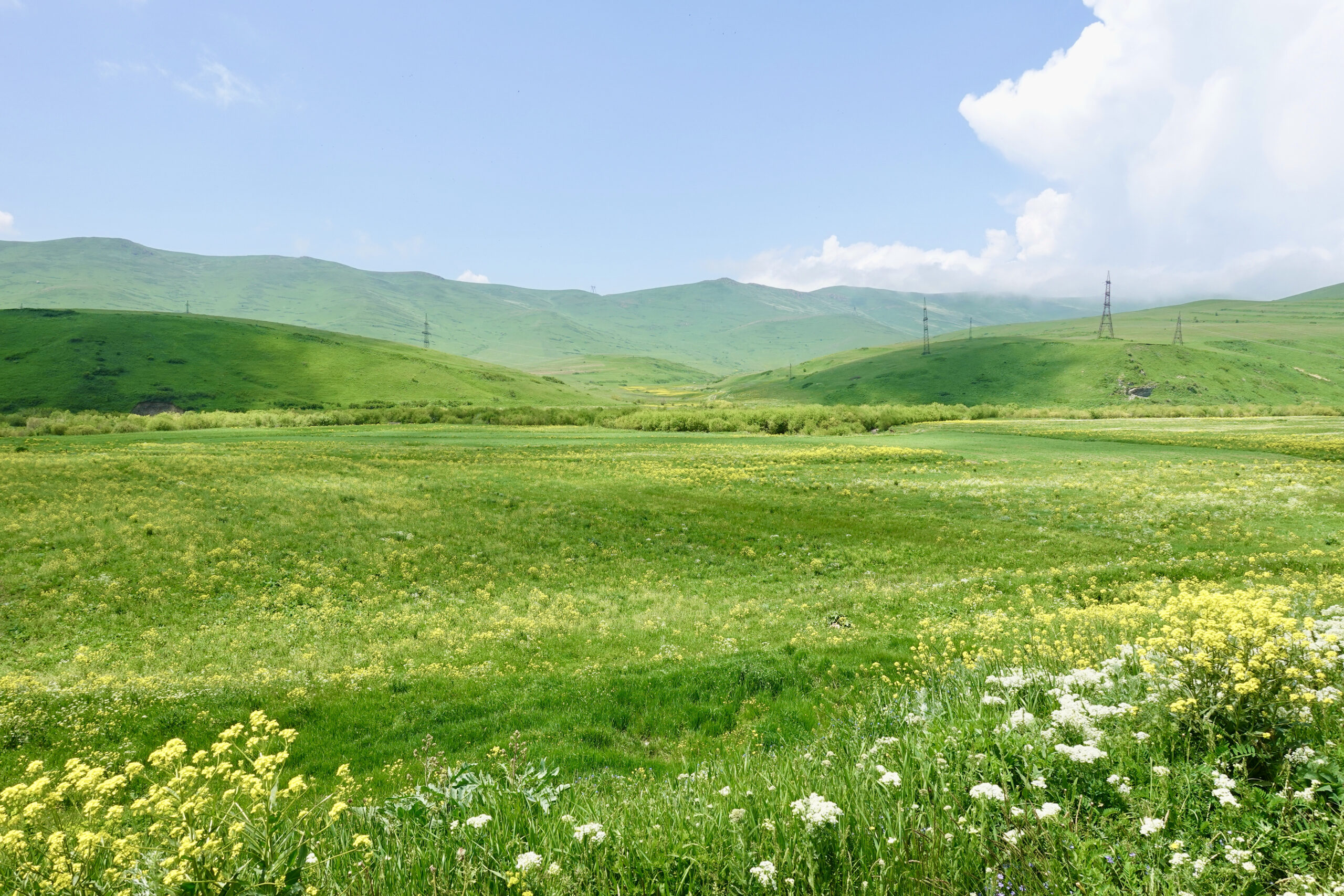 Nature is in full bloom in June