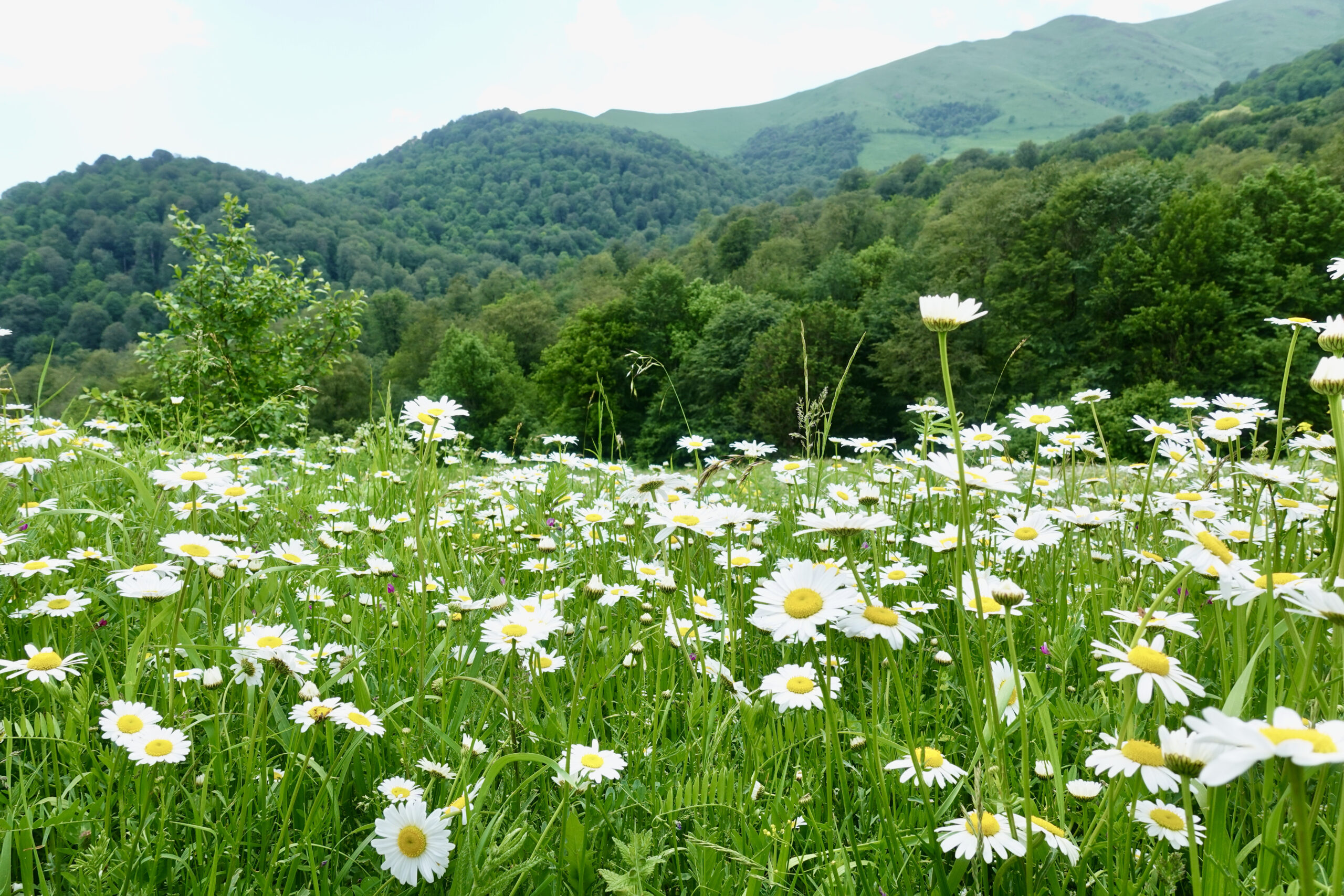 Wir haben noch nie so üppige Blumenwiesen wie in Armenien gesehen