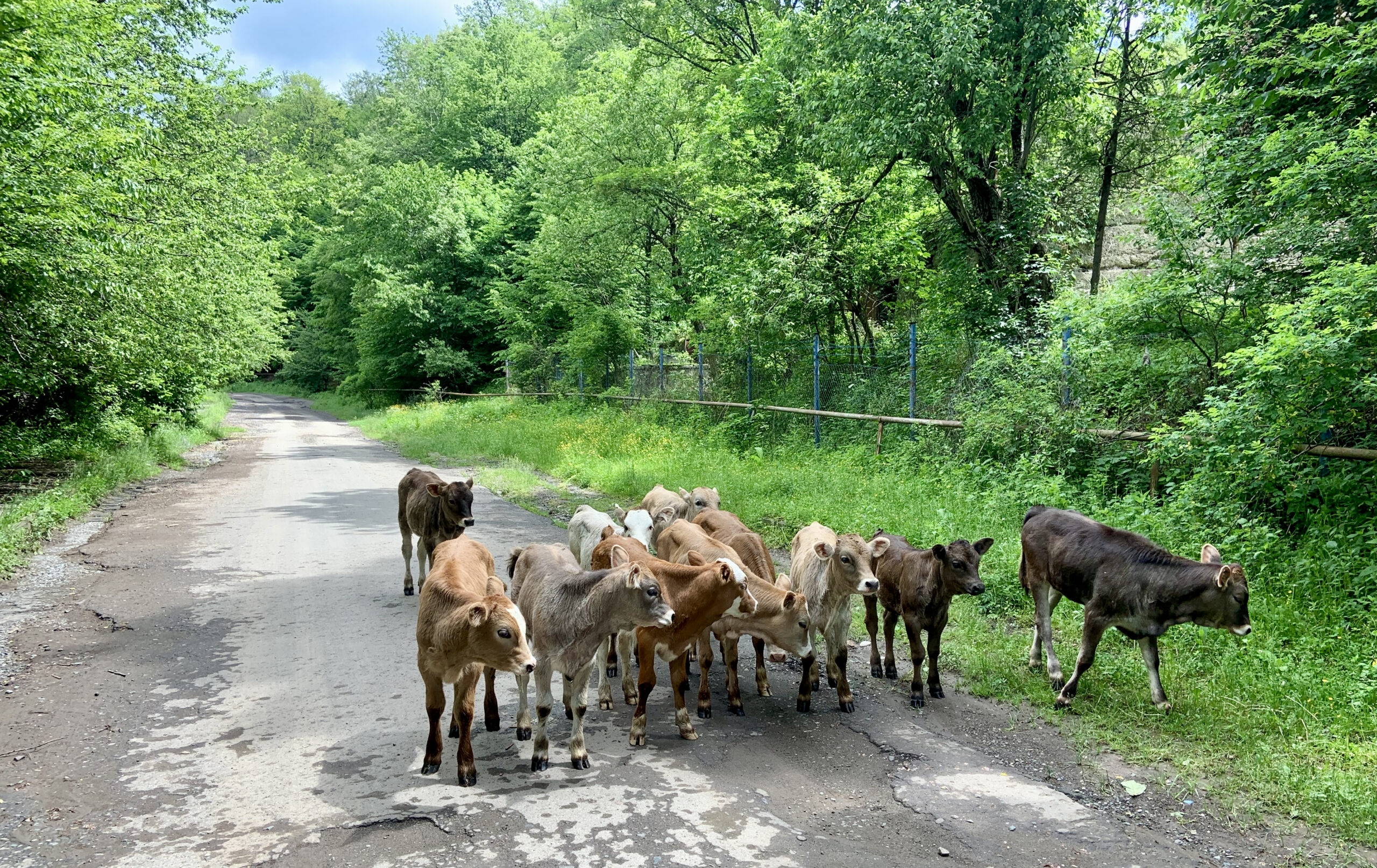 Cows on the streets just like in Georgia