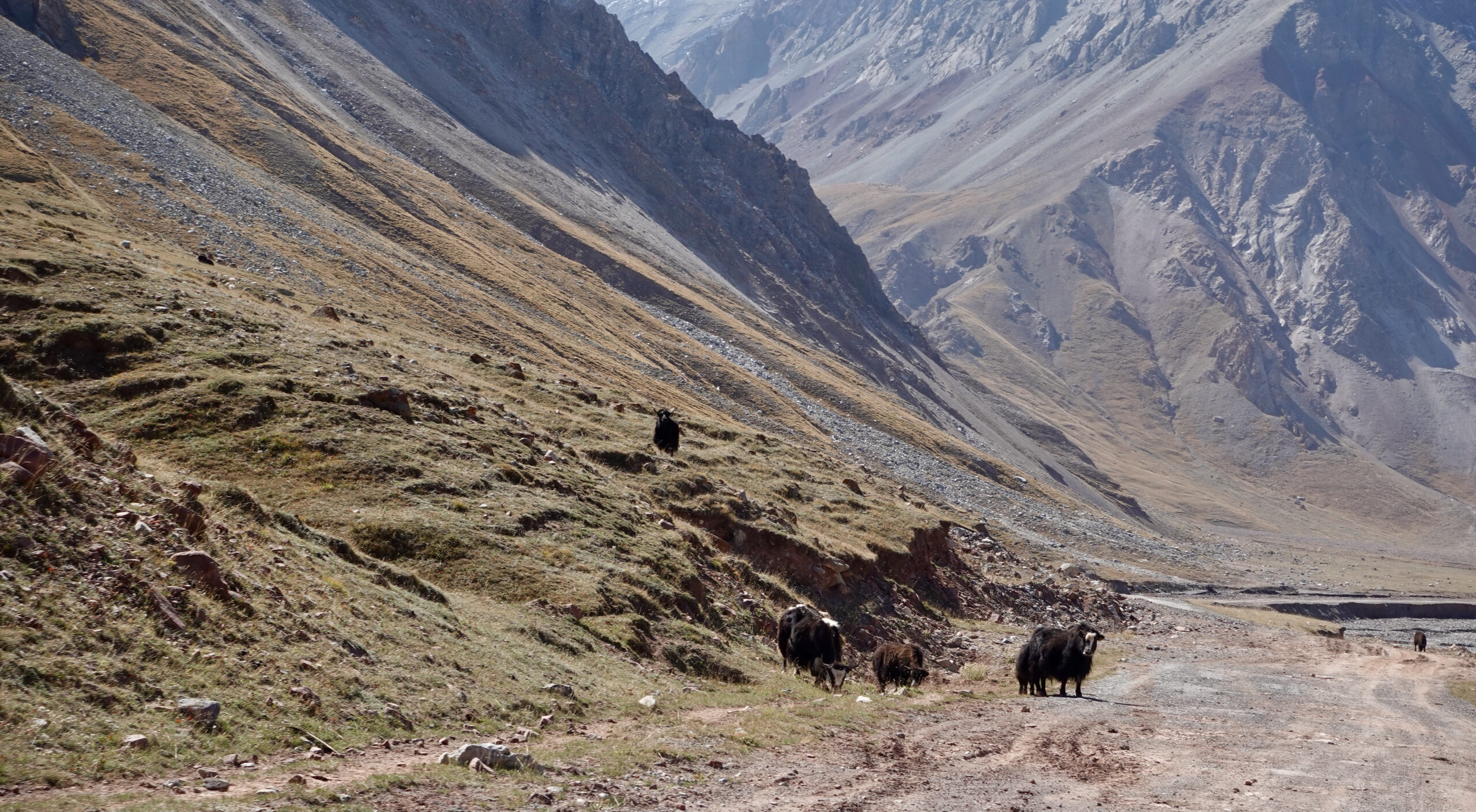 Yaks kurz vor dem kirgisischen Grenzposten