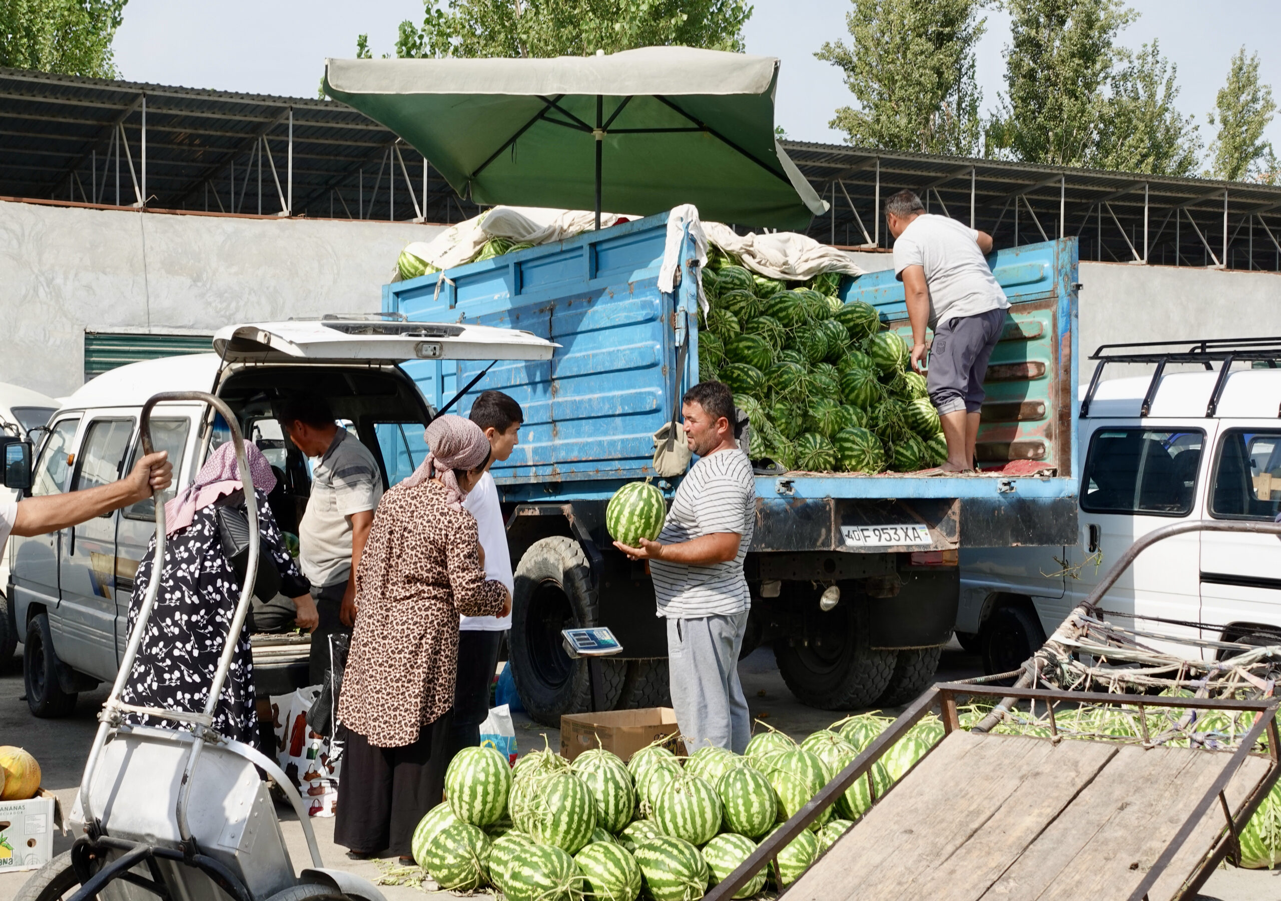 The climatic conditions are ideal for growing melons