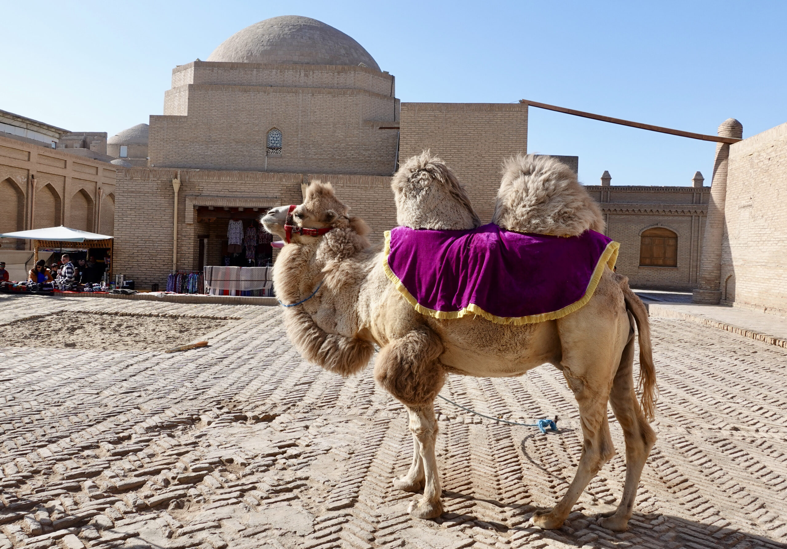 Of course no real Silk Road oasis town can be complete without a pretty camel