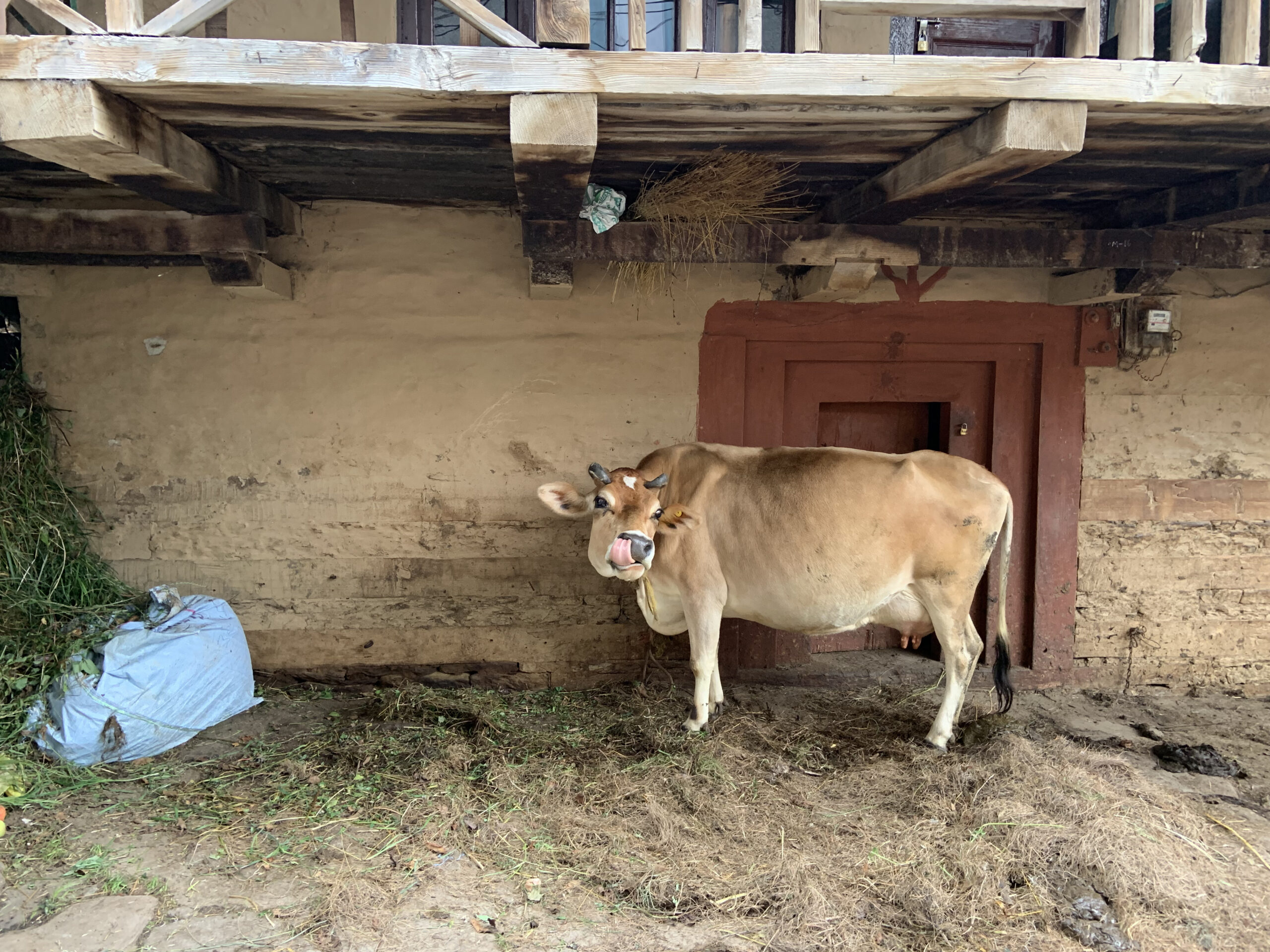 We discover a cow under almost every house in Manali